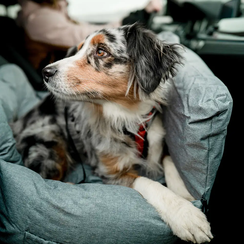 Nobby Hunde Autositz & Reisebett Bena hellgrau