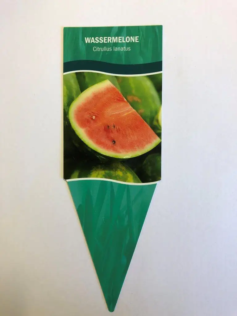 Citrullus lanatus Wassermelone 10,5 cm Topf