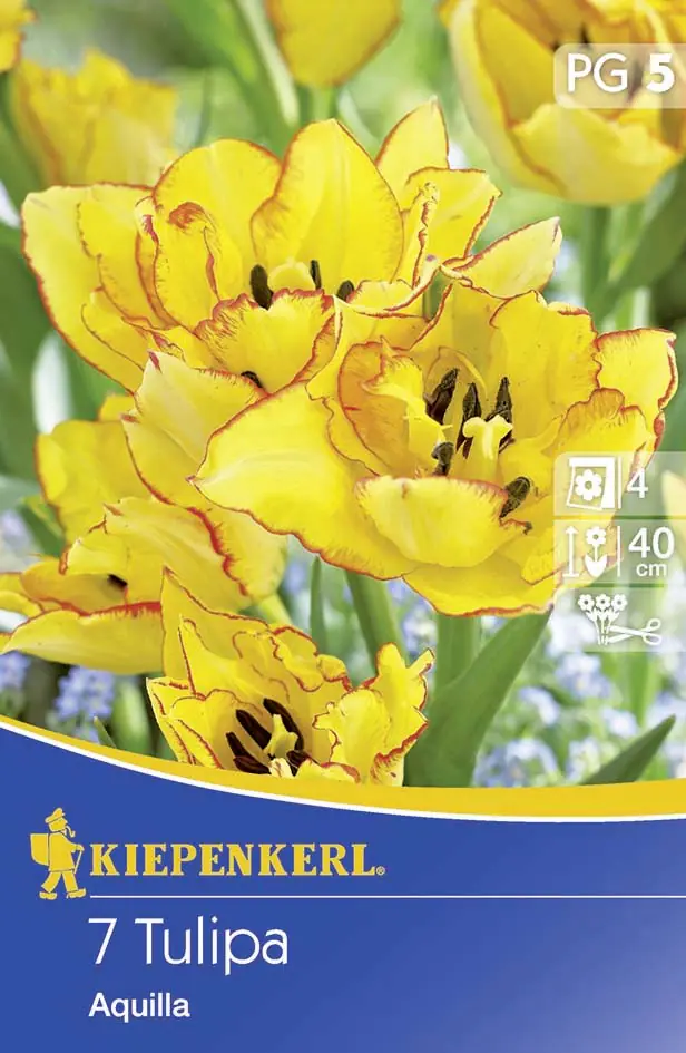 Kiepenkerl Blumenzwiebel Tulpe Aquilla Tulipa x Hybrida, Inhalt: 7 Stück