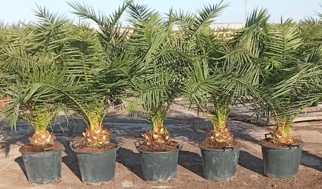 Dattelpalme Phoenix canariensis 50 cm Topf