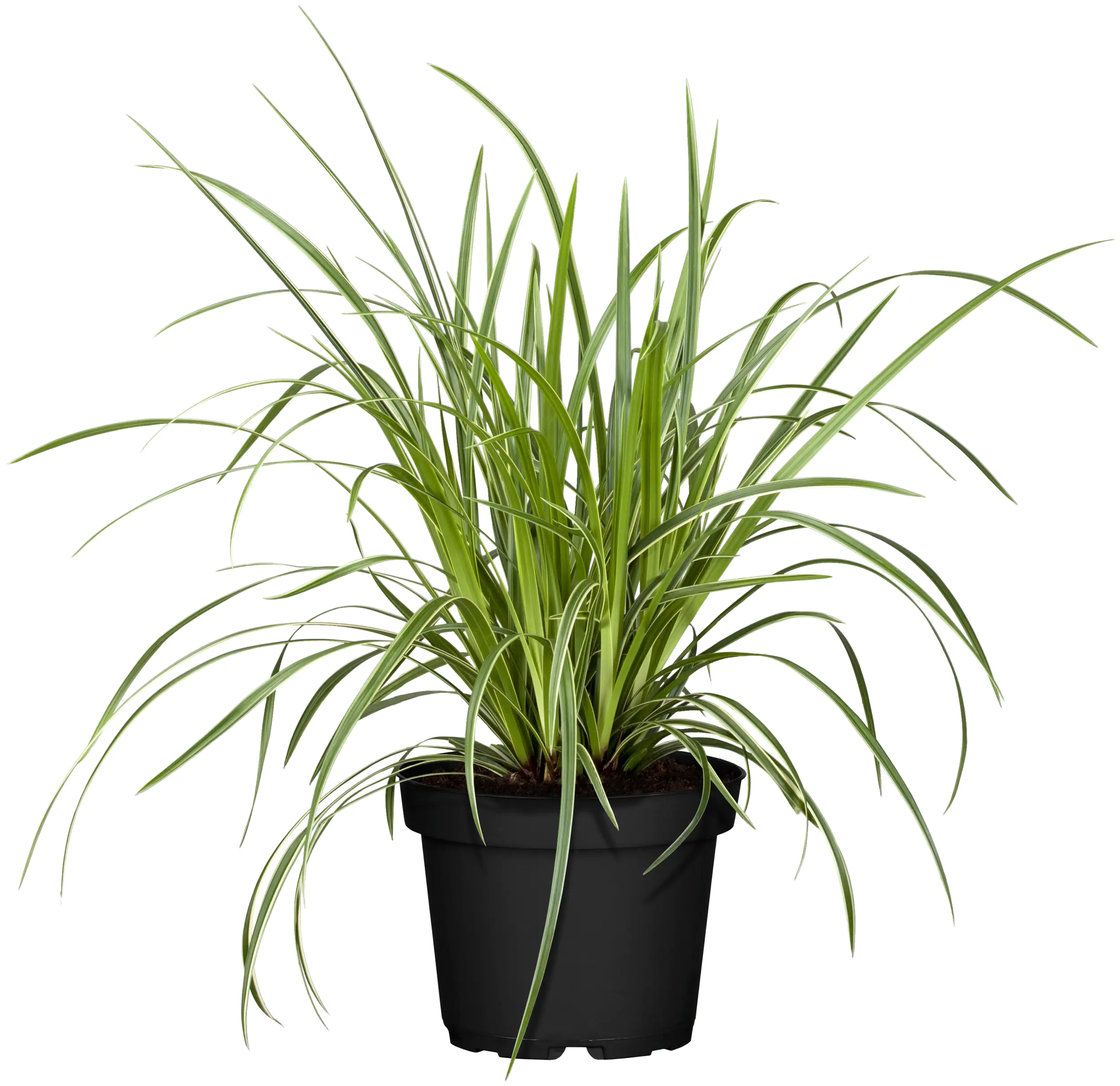 4250177633754_03 Niedrig wachsende Kleingräser 2,5 l Container