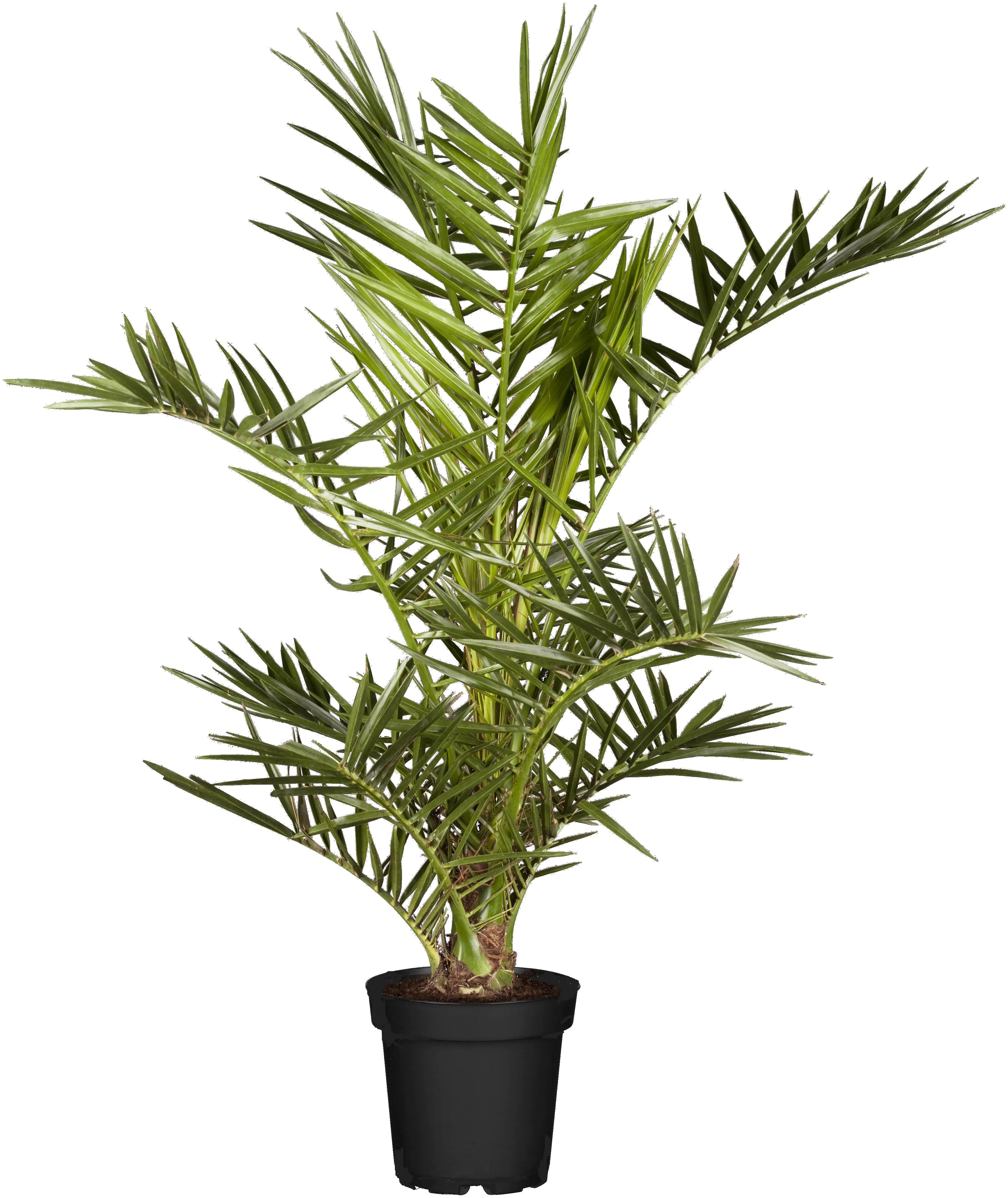 Dattelpalme Phoenix Canariensis H ca 100 cm 19 cm Topf Dattelpalme Phoenix Canariensis H ca 100 cm 19 cm Topf