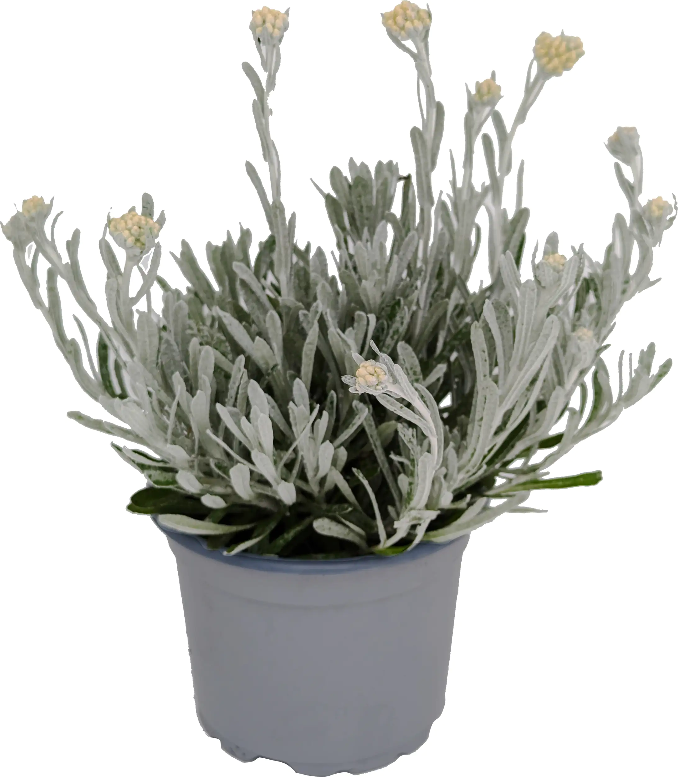 Currykraut Helichysum Silvio Silvery 17 cm Topf
