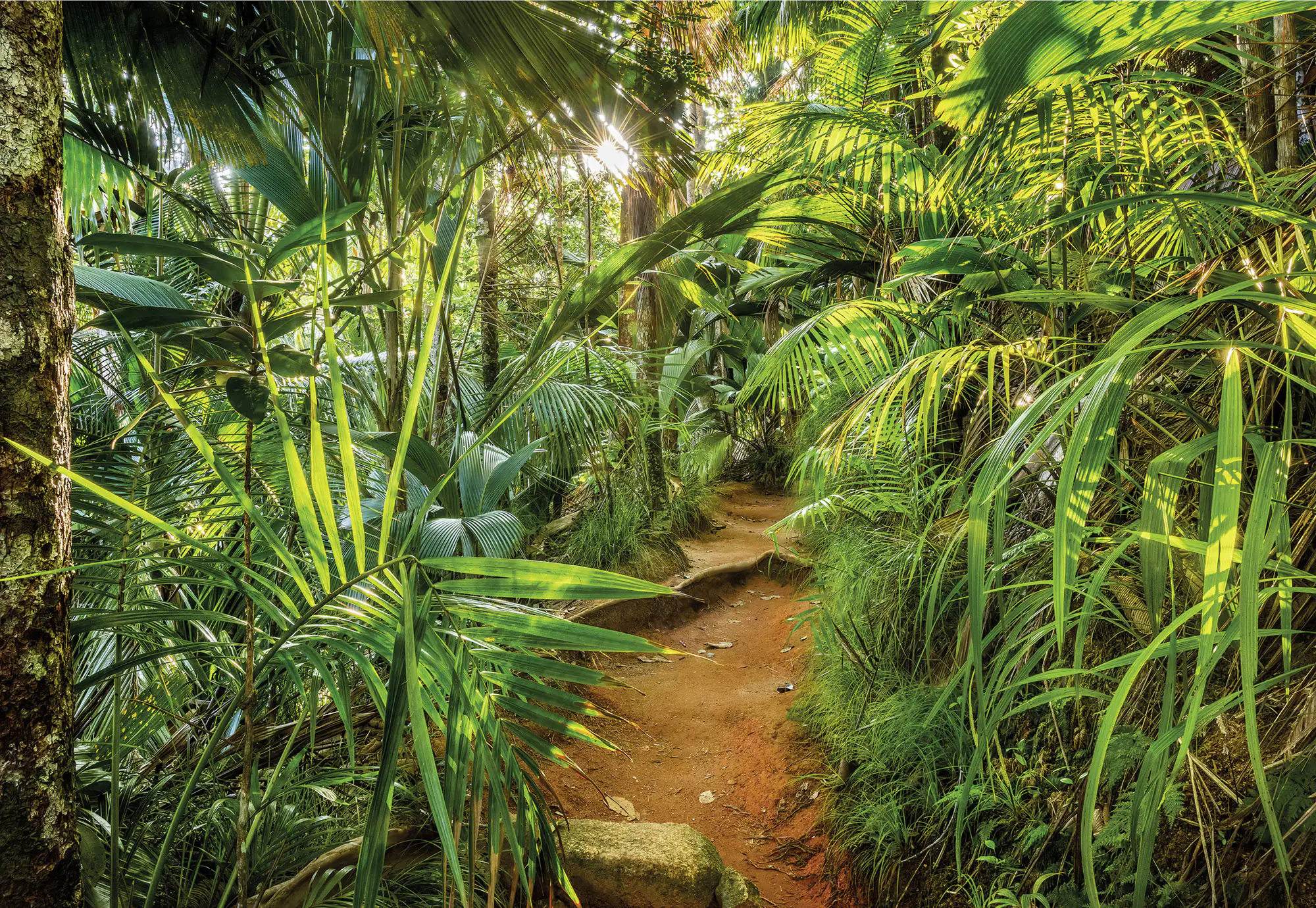 Komar Fototapete jungle Trail 368 x 254 cm