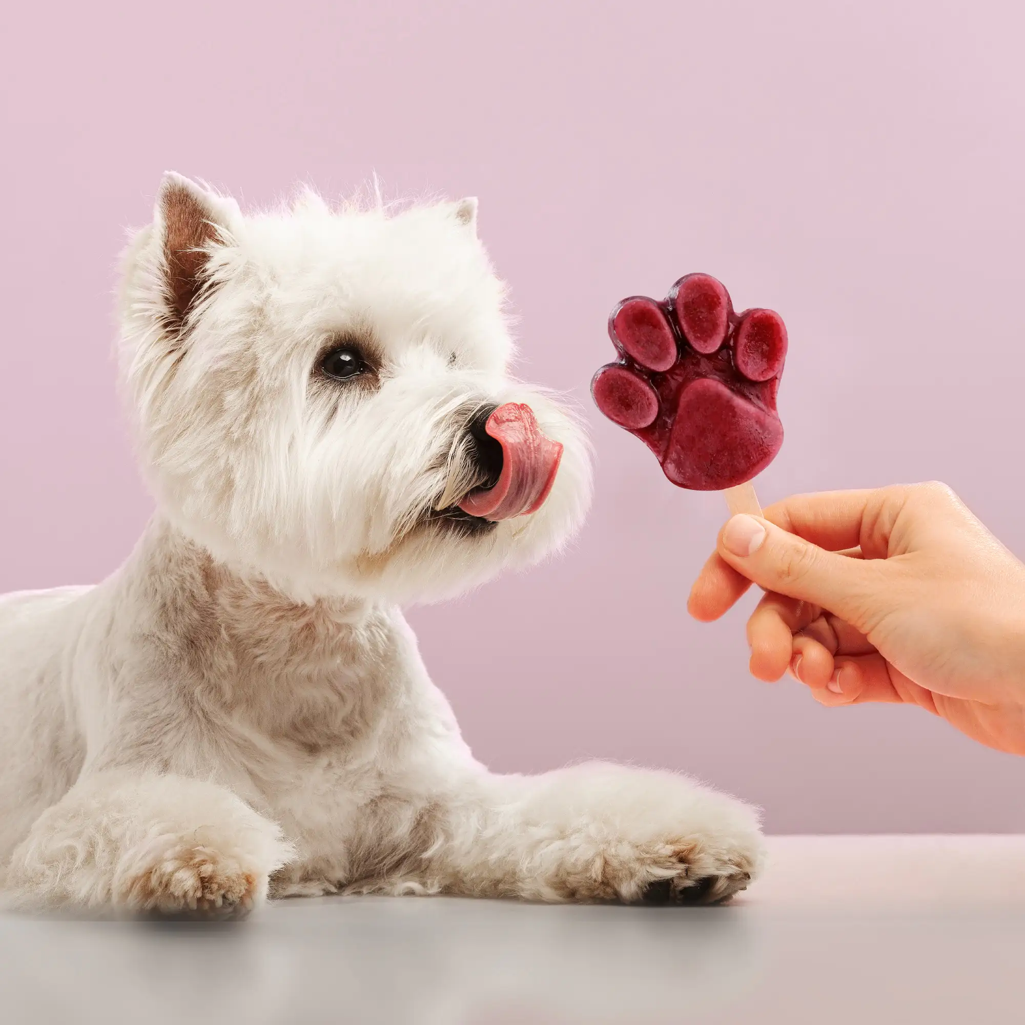 bosch Freshe Schnauze Hundefutter Topping Sommerpaket bosch Freshe Schnauze Hundefutter Topping Sommerpaket