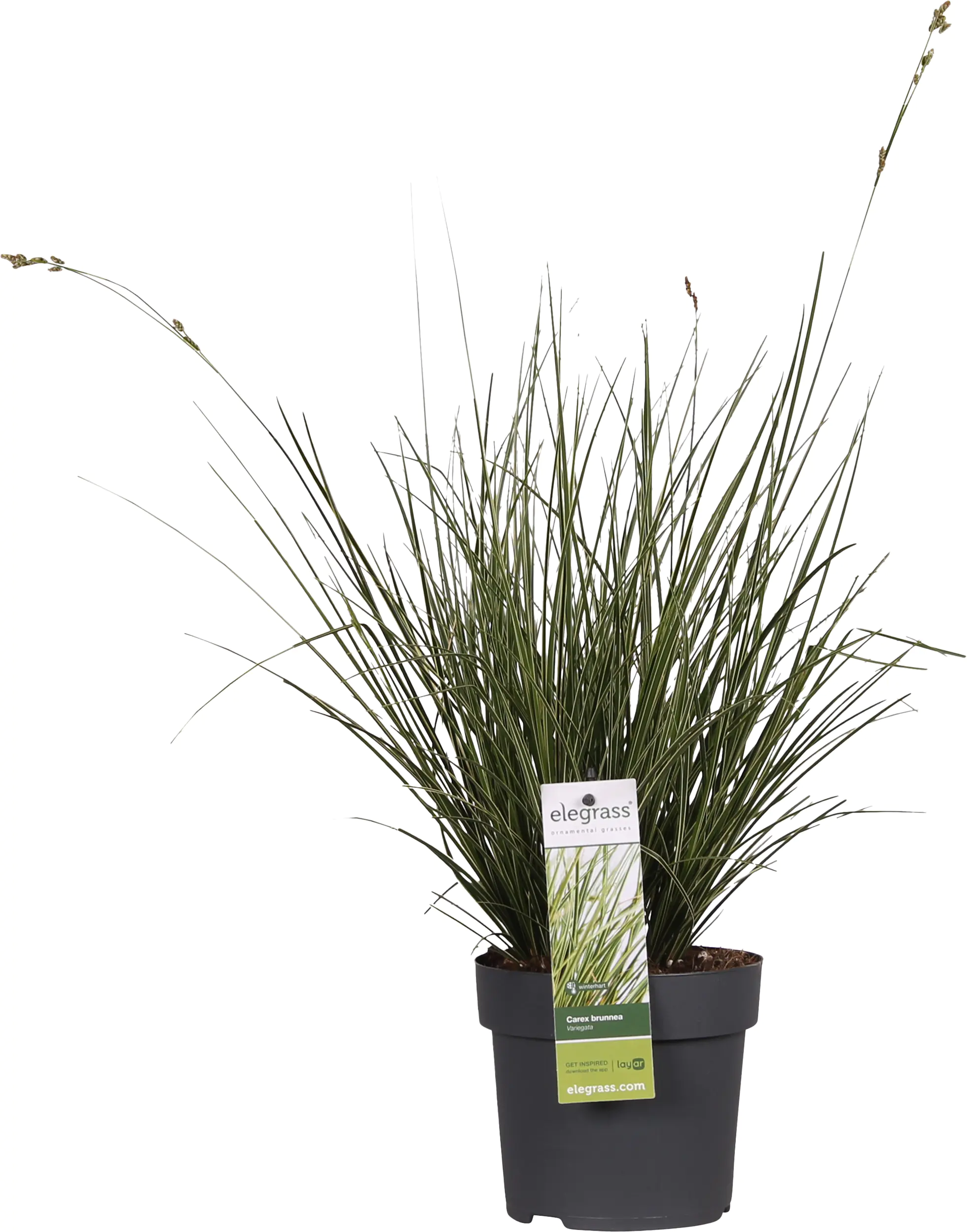 Ziergräser 19 cm Topf verschiedene Sorten