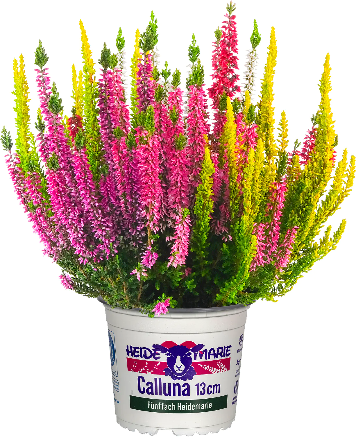 Heidemarie Calluna vulgaris die Fünffache Heidemarie®  H 15 - 25 cm P13 Container