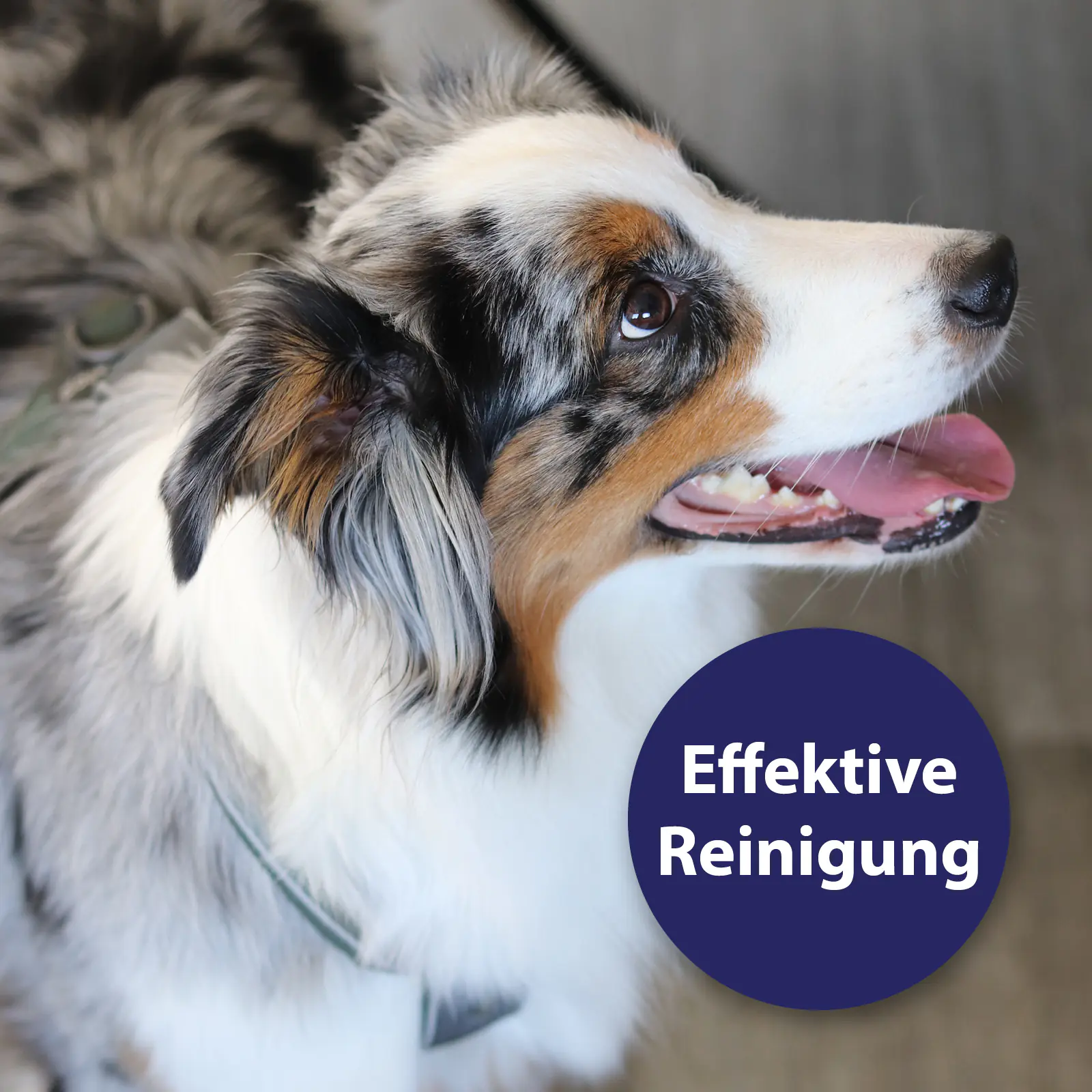 Canosept Zahnspray für Hunde 100 ml