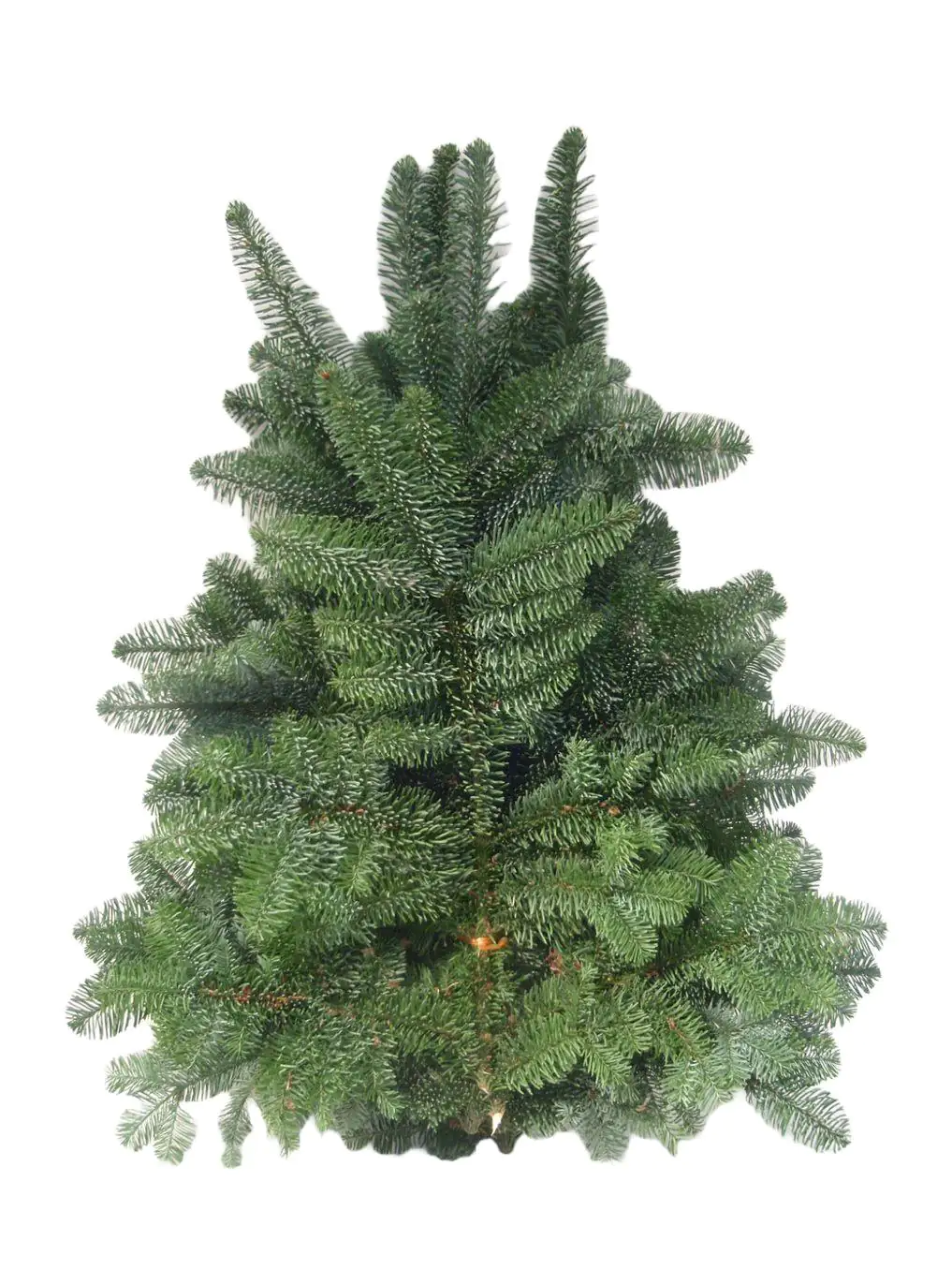 Nobilistannen Schnittgrün ca 4 kg