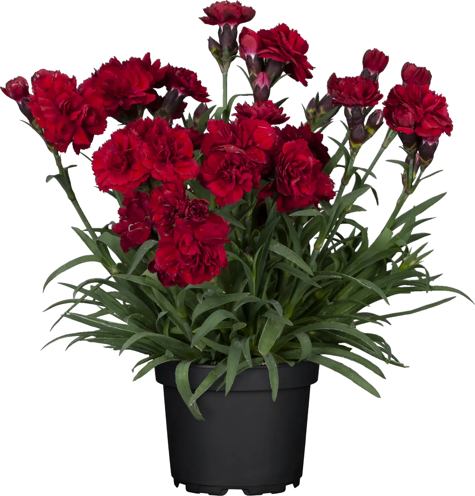 Nelke Dianthus Devon Cottage H ca 2030 cm 23 cm Topf kaufen Globus