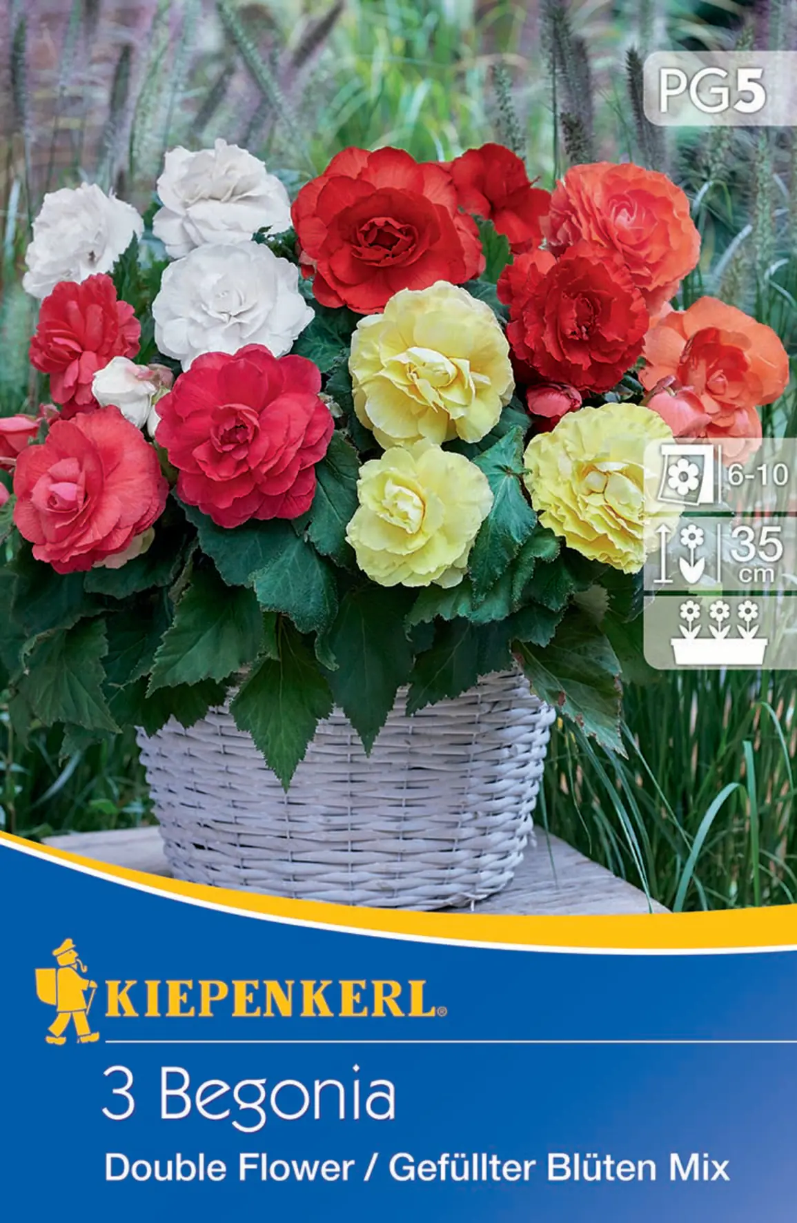 Kiepenkerl Knollenbegonie Gefüllte Mischung Kiepenkerl Knollenbegonie Gefüllte Mischung