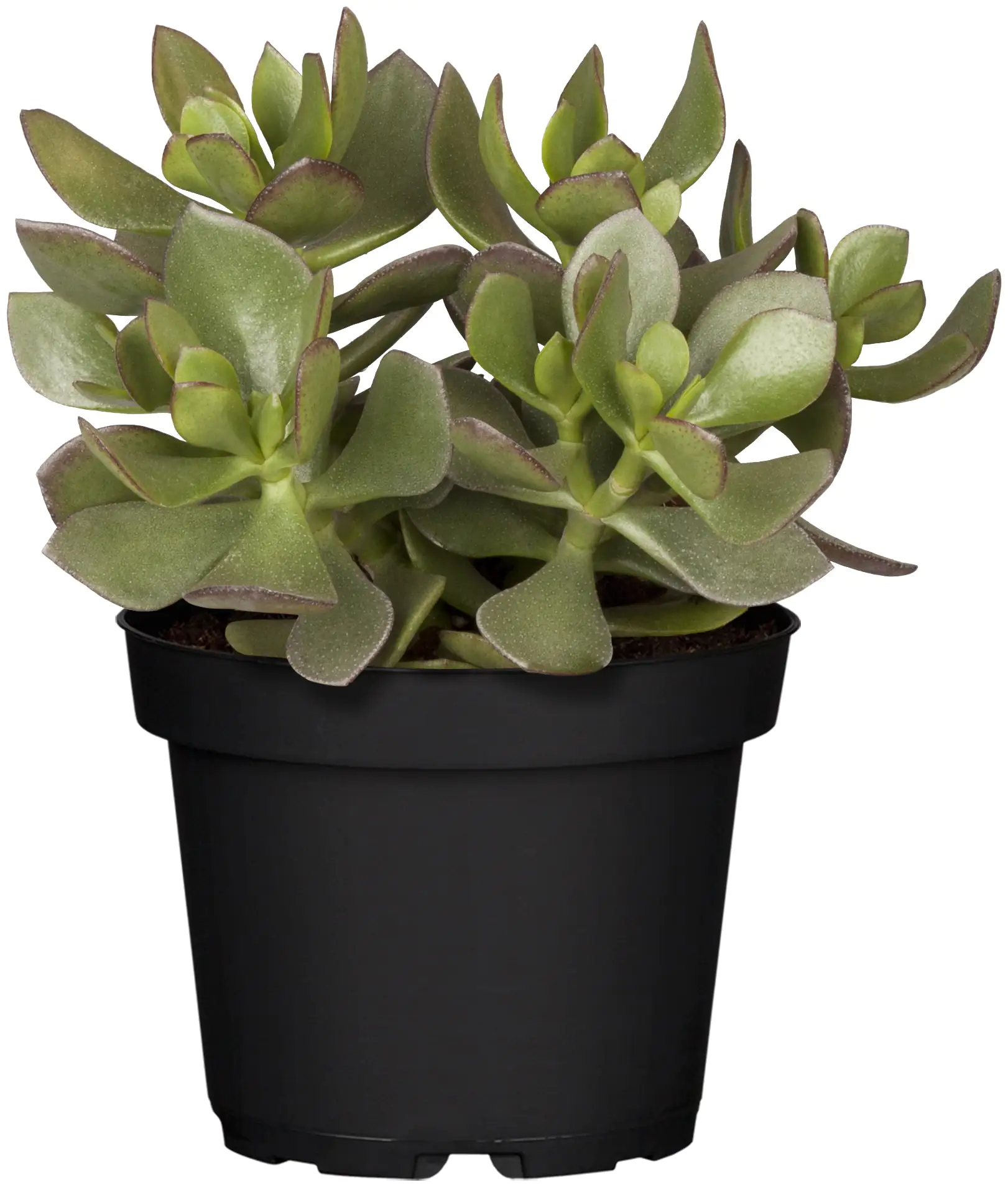 8717929712748 Dickblatt Crassula Ovata H ca. 18 cm 12 cm Topf