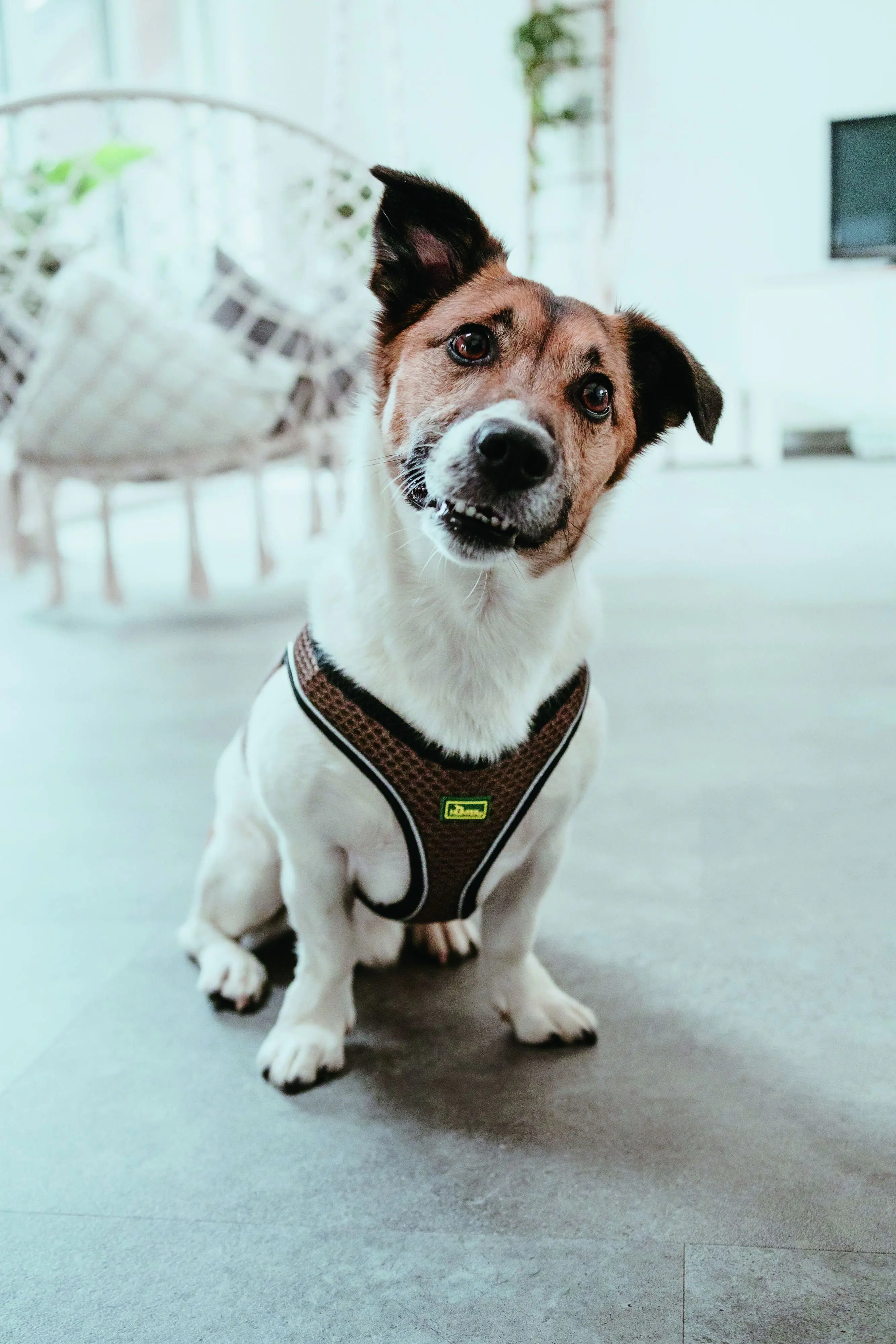 Hunter Hundegeschirr Hilo Comfort XS braun