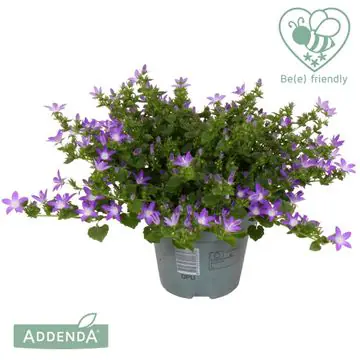 Glockenblume Campanula port Adansa Purple 15 cm Topf