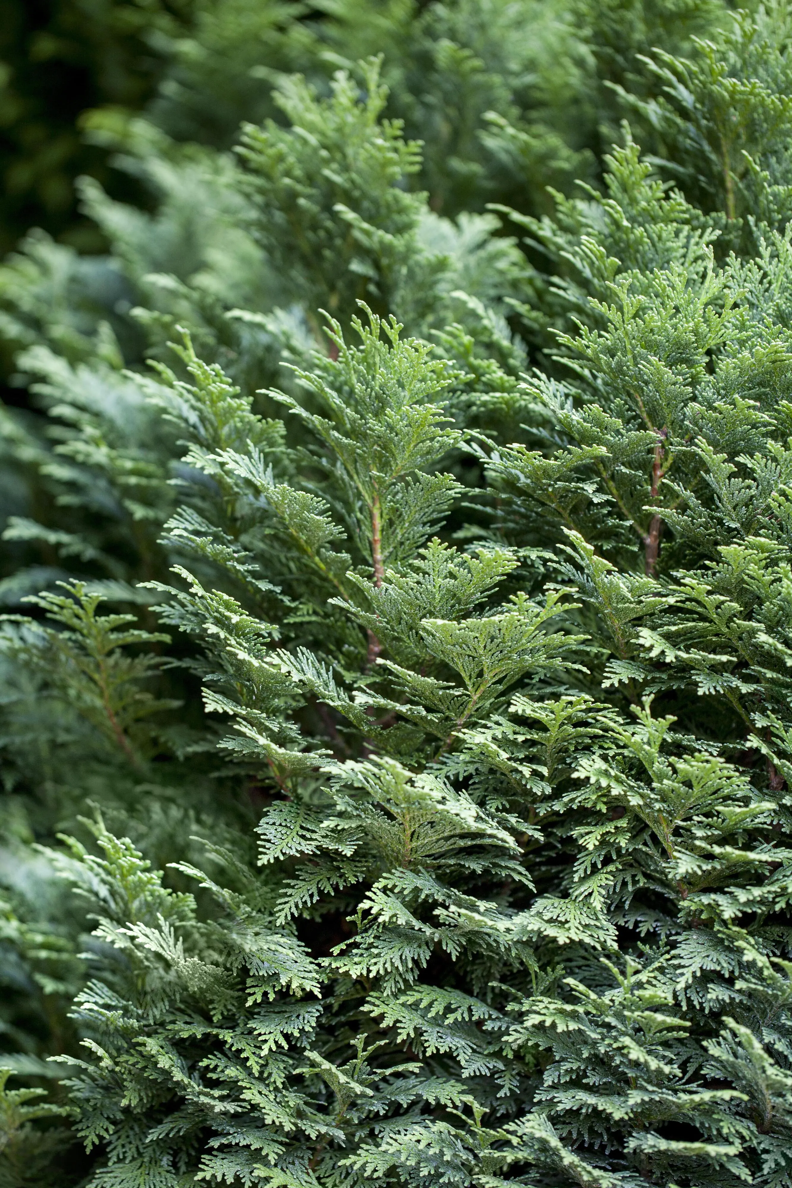 Blaue Scheinzypresse Cham. law. column. Glauca H 120 - 140 cm, 20 Stück