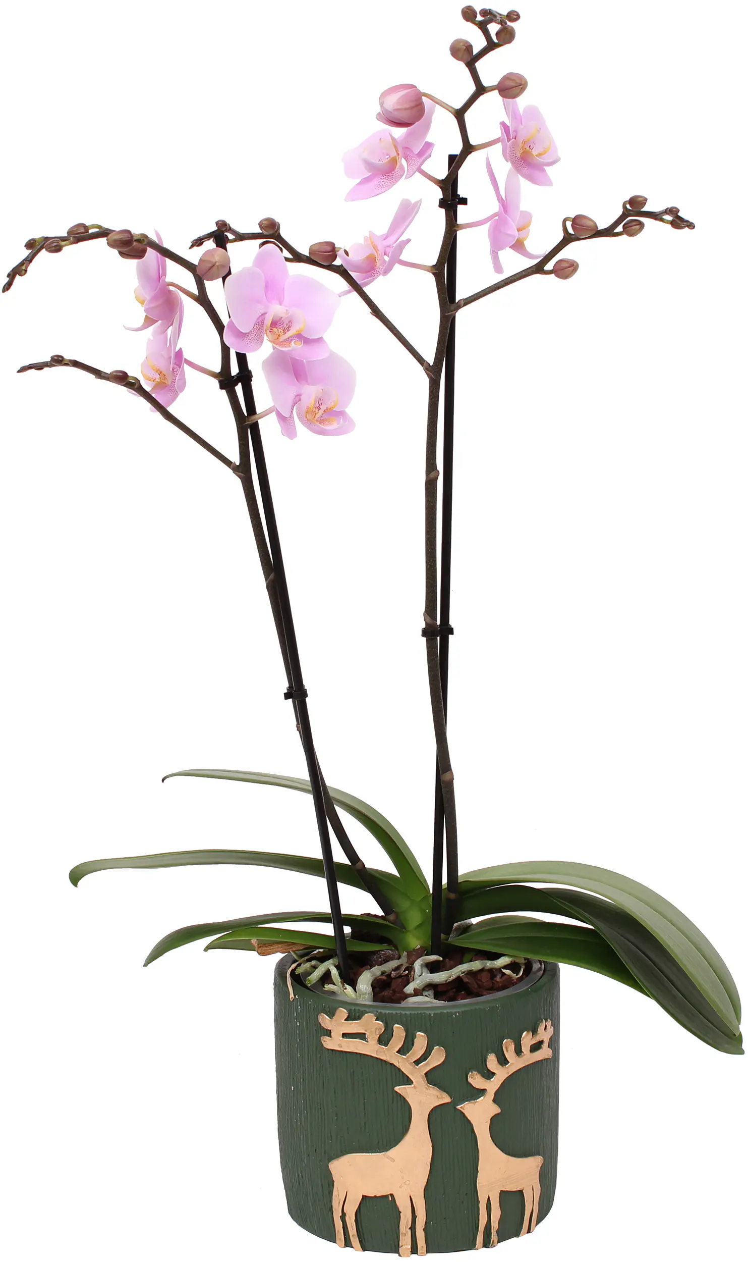 Orchidee Phalaenopsis H 45 cm, inkl. 12 cm Keramikübertopf