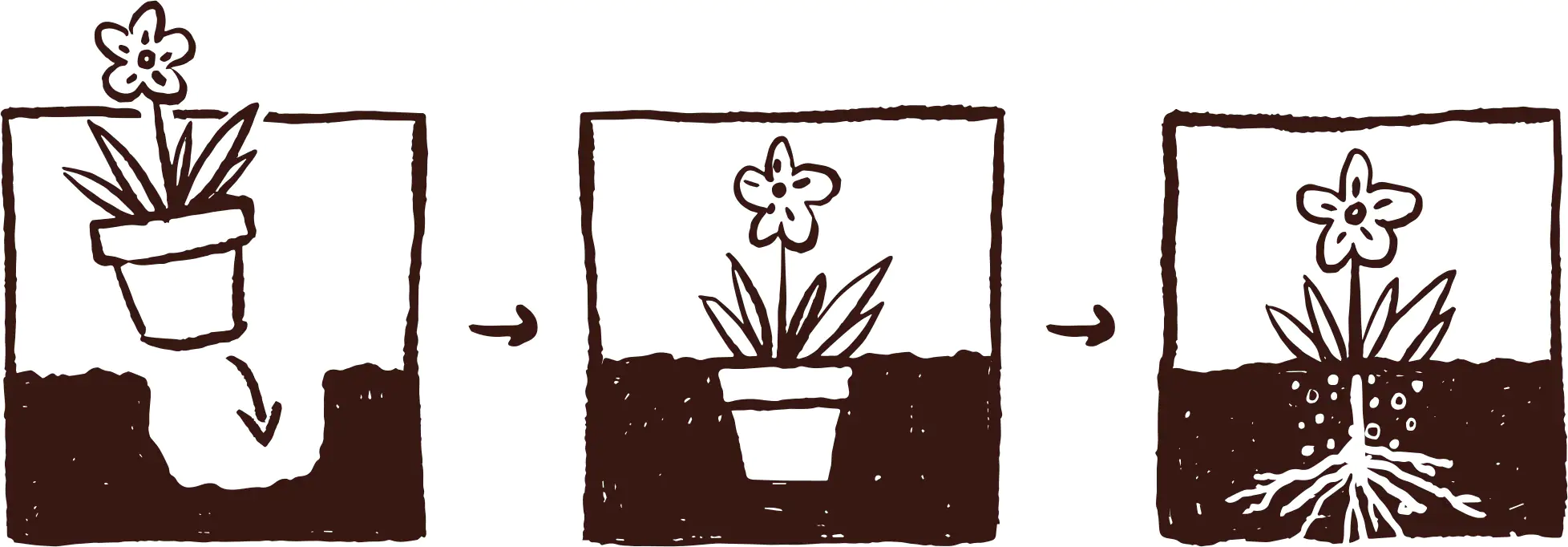 Scheinhanf im 17 cm Potburri Topf