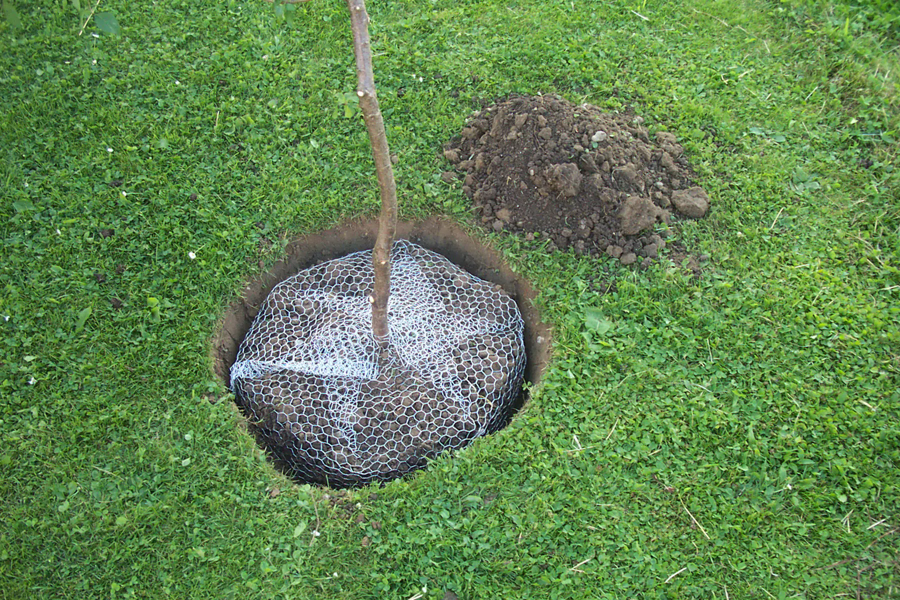 Kerbl Wühlmauskorb groß 60 cm verzinkt
