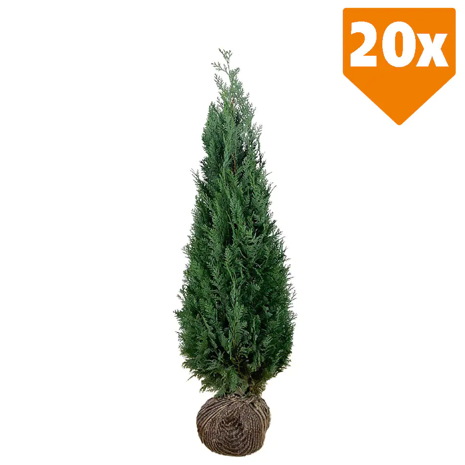 Blaue Scheinzypresse Cham. law. column. Glauca H 120 - 140 cm, 20 Stück