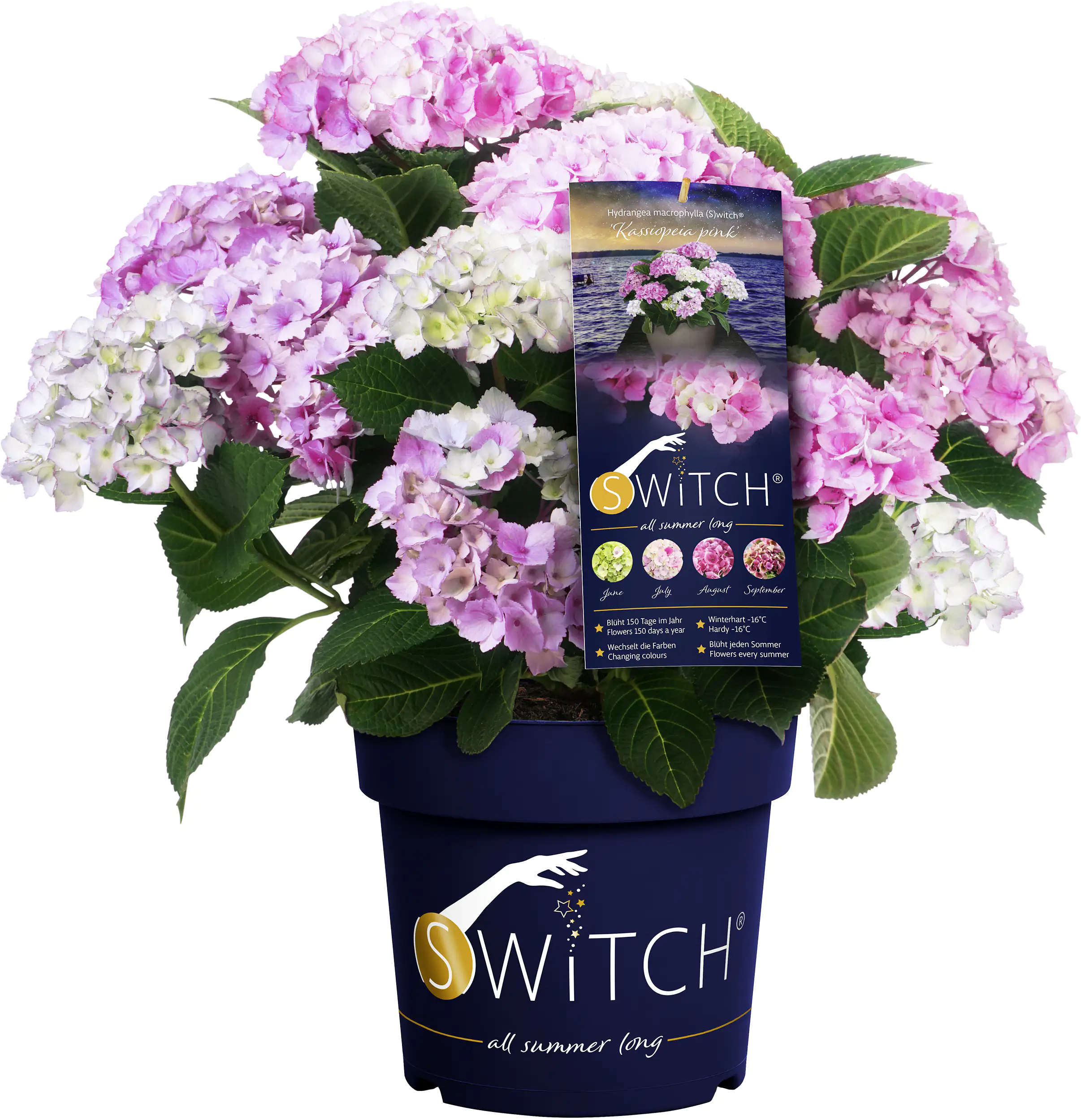 Bauernhortensie Switch Hydrangea mac. H 30-40 cm 3L Container Bauernhortensie Switch Hydrangea mac. H 30-40 cm 3L Container