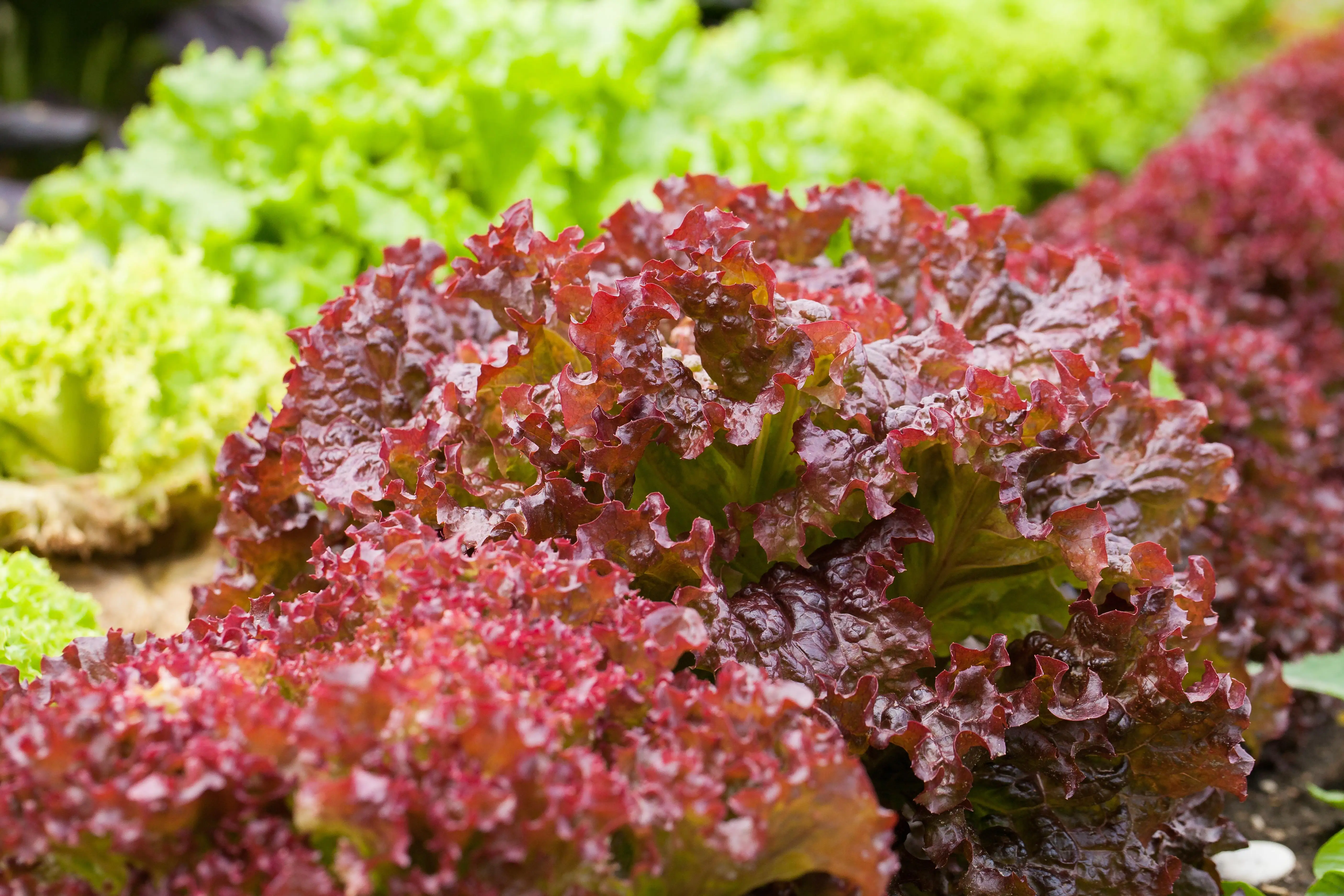 Multiblatt-Kopfsalat 6er Pack