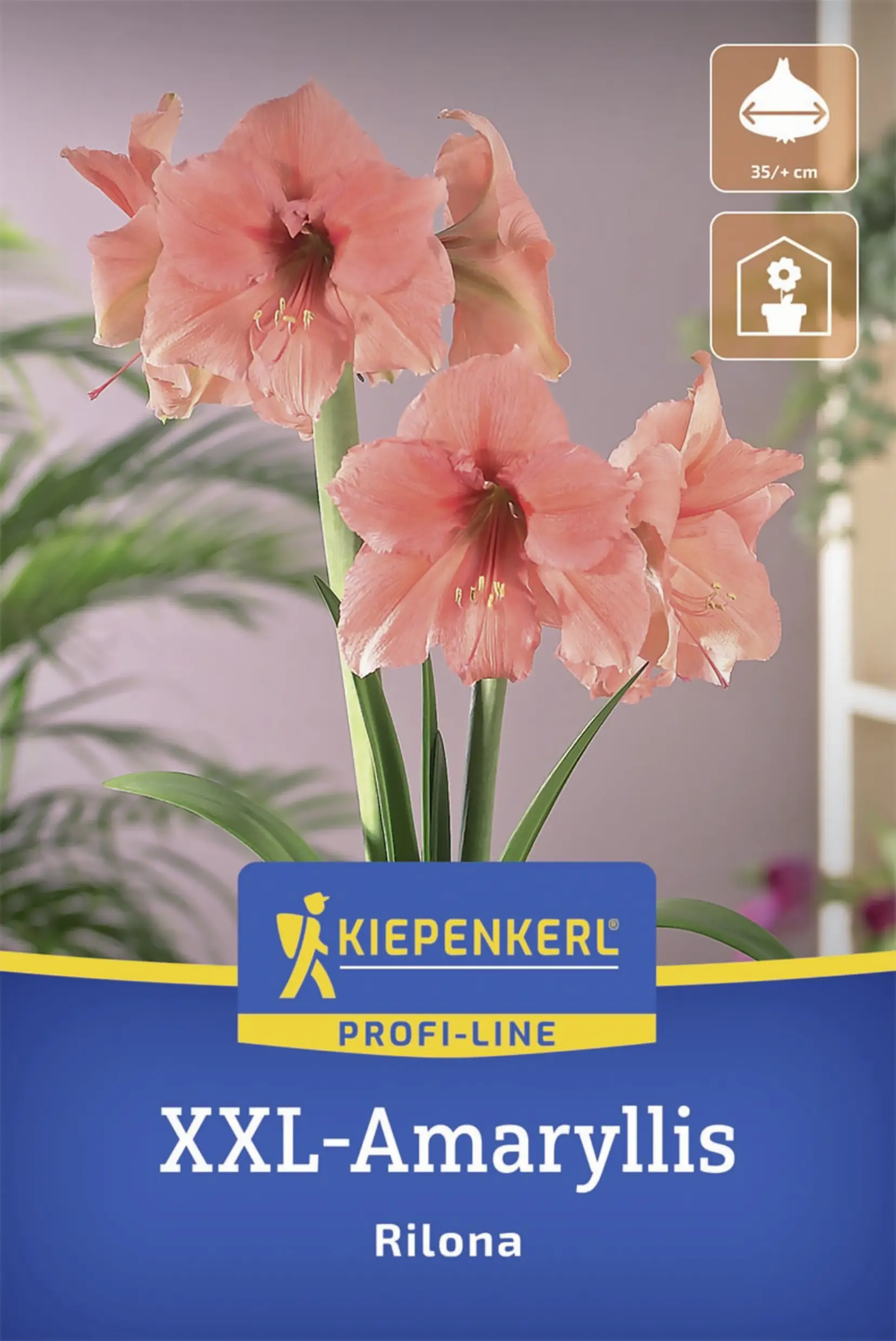 Kiepenkerl Amaryllis Rilona lachsfarben 1 Stück