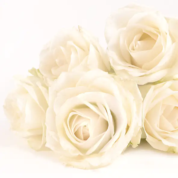 4014995497819 Braun & Company Servietten Elegant Rose 33 x 33 cm - 20er Pack