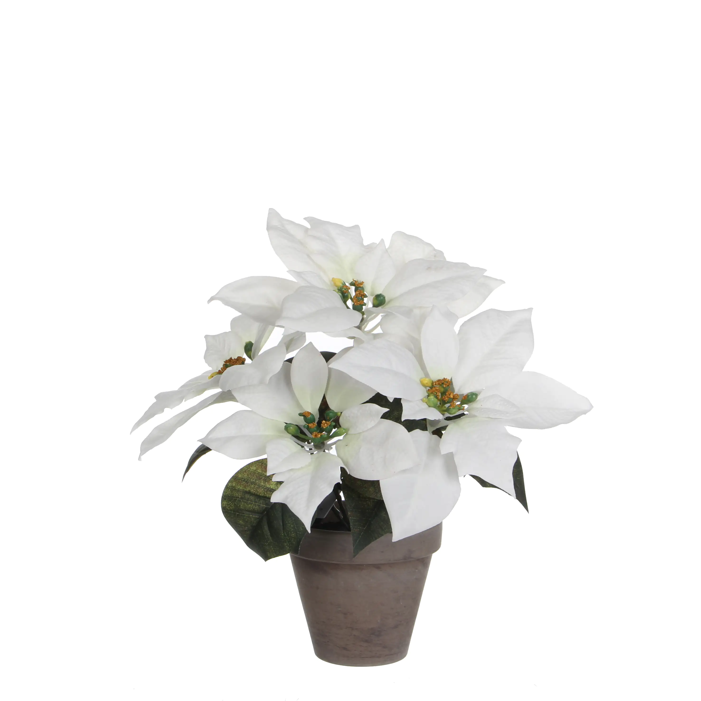 Mica Weihnachtsstern weiß im Topf 27 x 35 cm kaufen | Globus Baumarkt