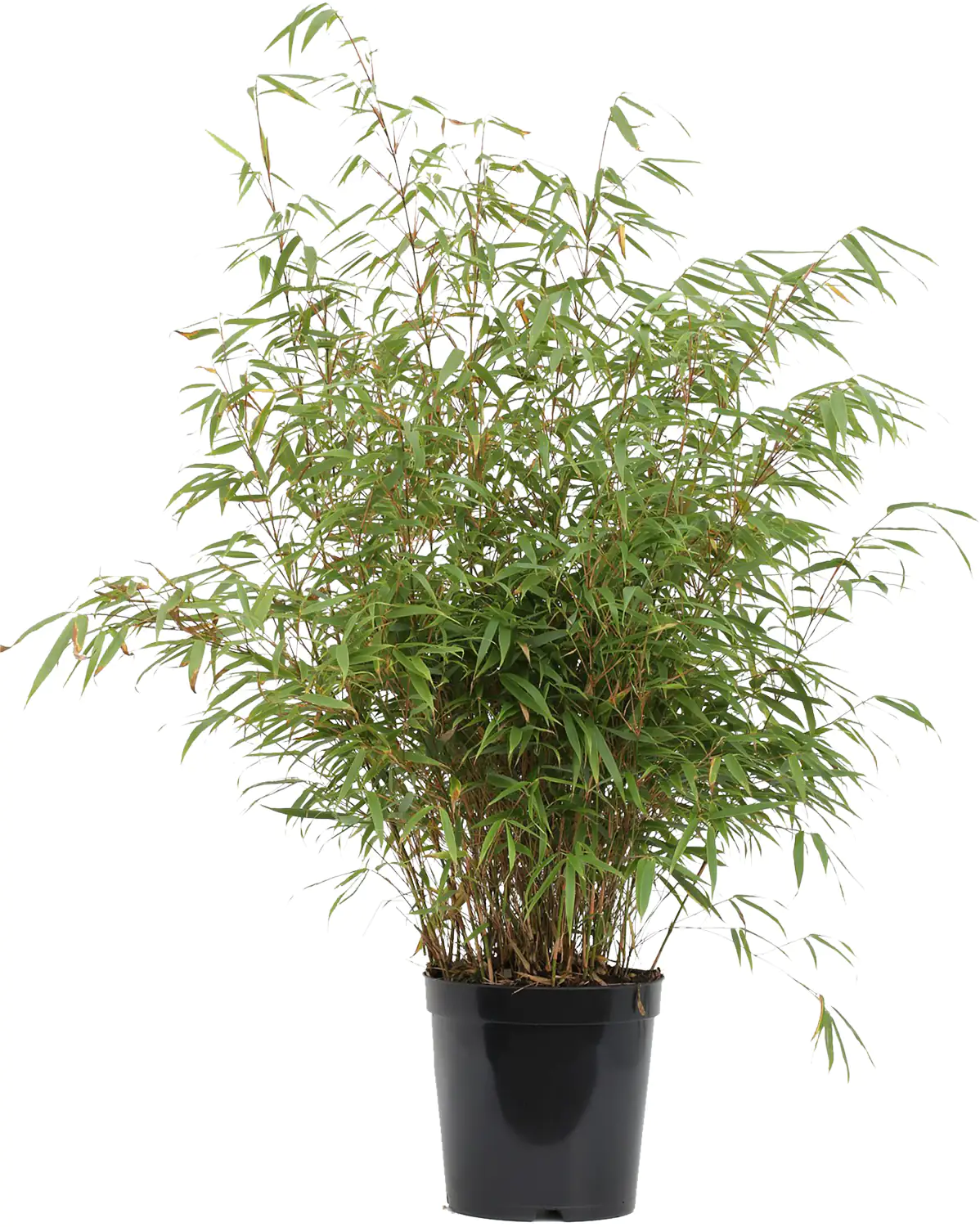 4029395005519 Bambus 40-60 cm hoch Fargesia murielae Rufa, 5 L Container