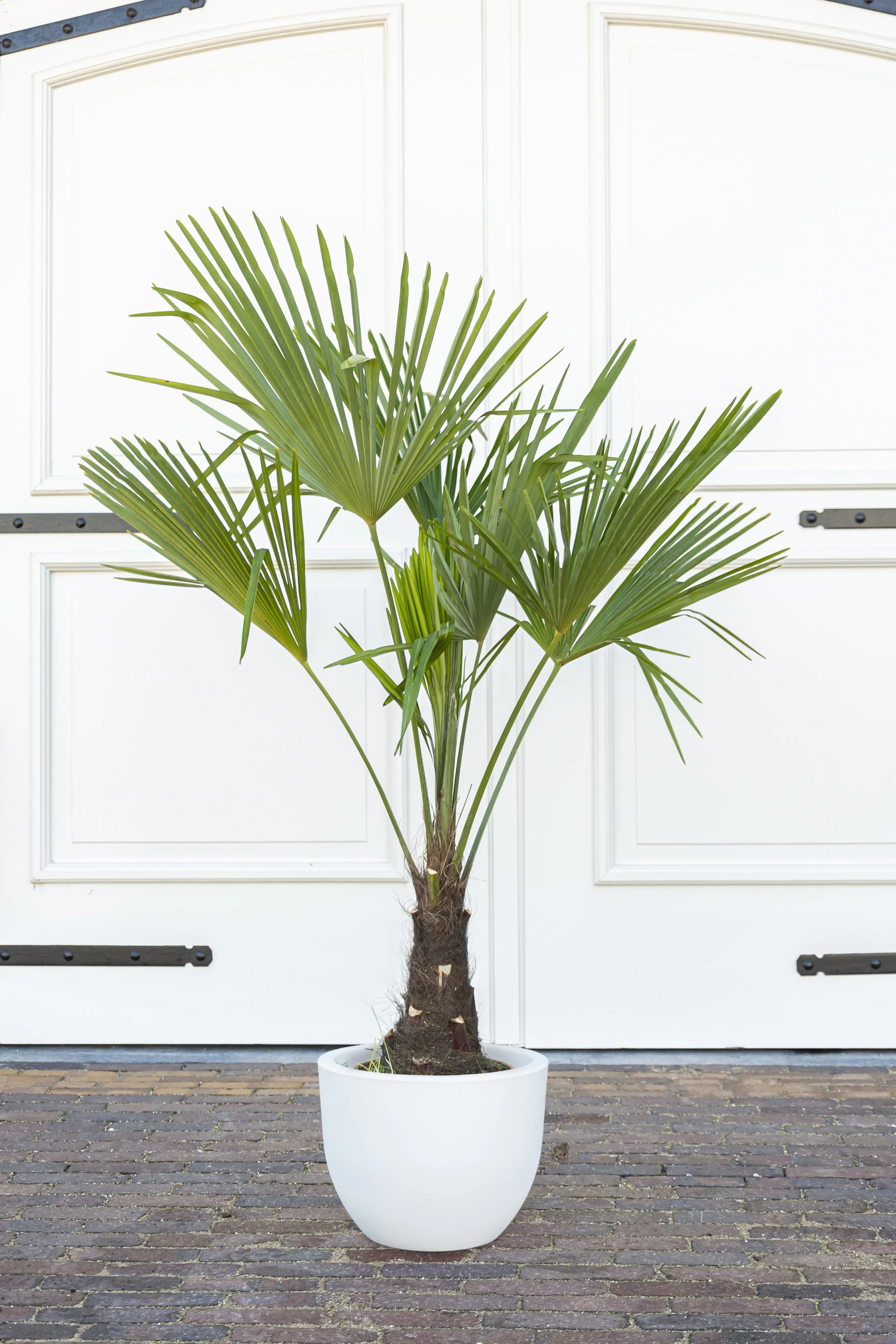 Chinesische Hanfpalme Trachycarpus Fortunei H ca 120-140 cm 27 cm Topf