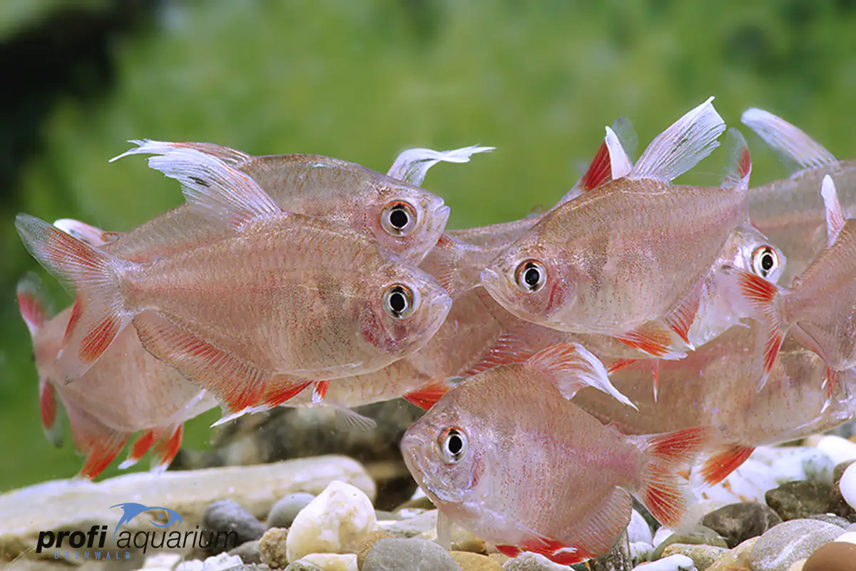Weißflossensalmler Hyphessobrycon "white fin"
