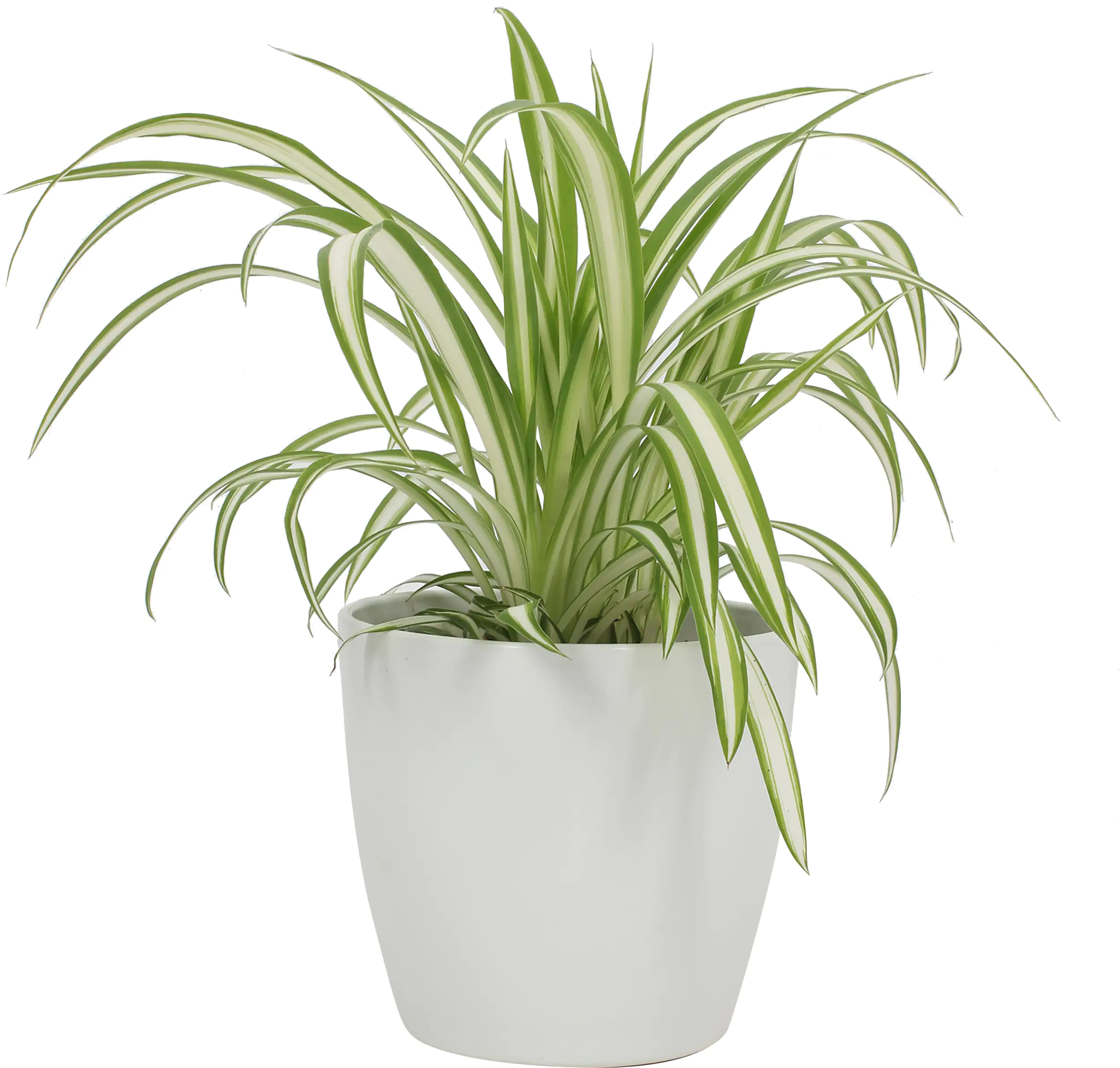 Grünpflanzenmix Classic  Berlin H ca 25 cm 12 cm Keramiktopf