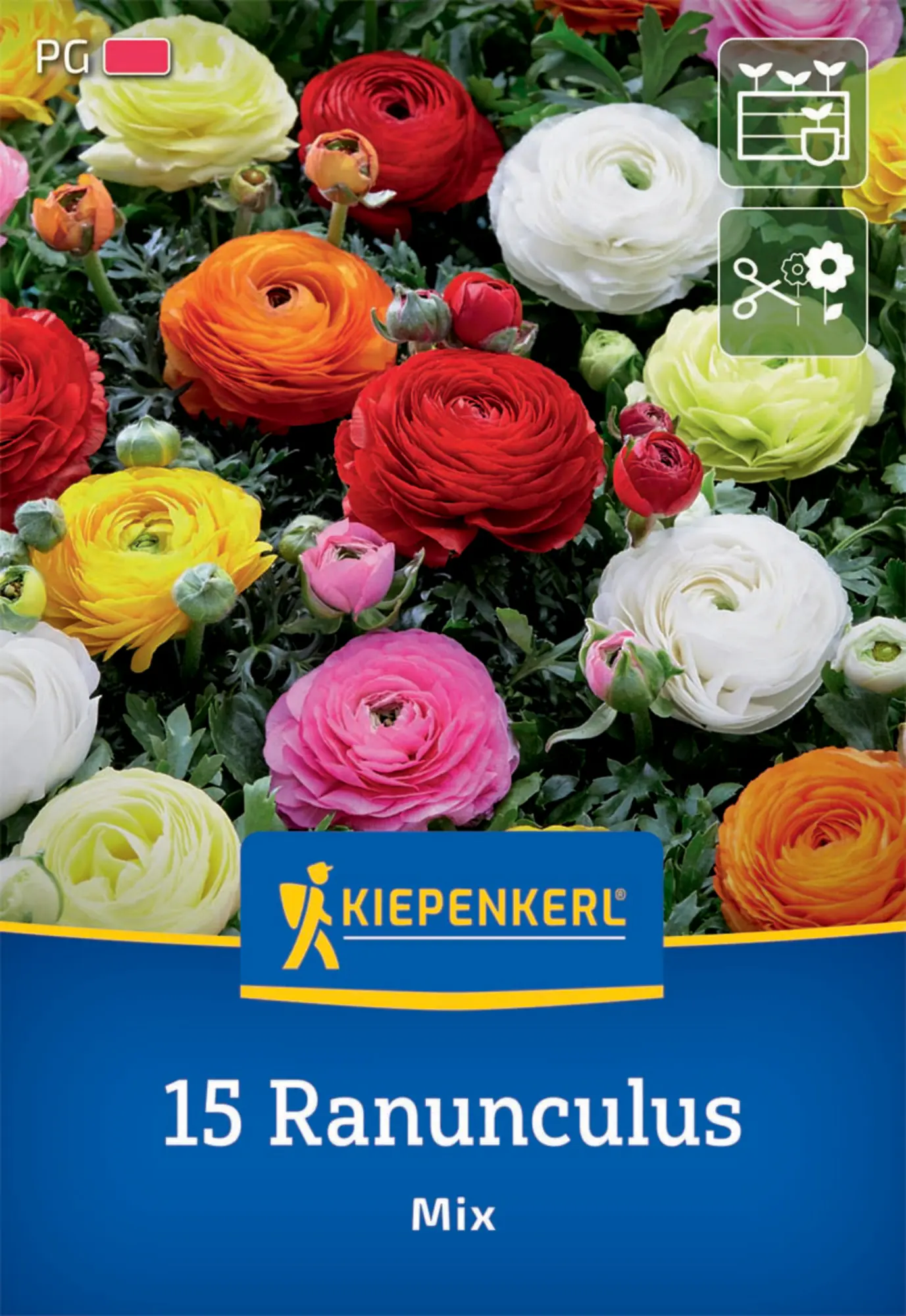 Kiepenkerl Herbstblumenzwiebel Ranunkel Mischung 15 Pflanzen
