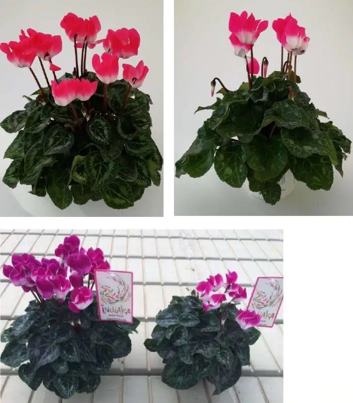 Alpenveilchen Cyclame Indiaka 12 cm Topf