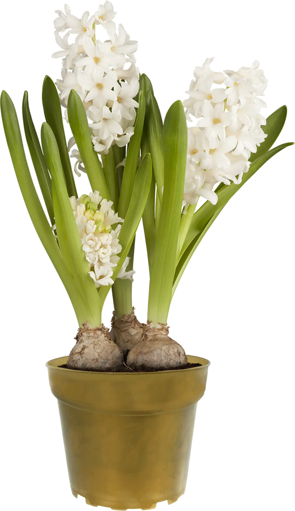 Premium Zwiebelpflanzen Hyazinthe 10 cm Topf, ca. 13 cm hoch