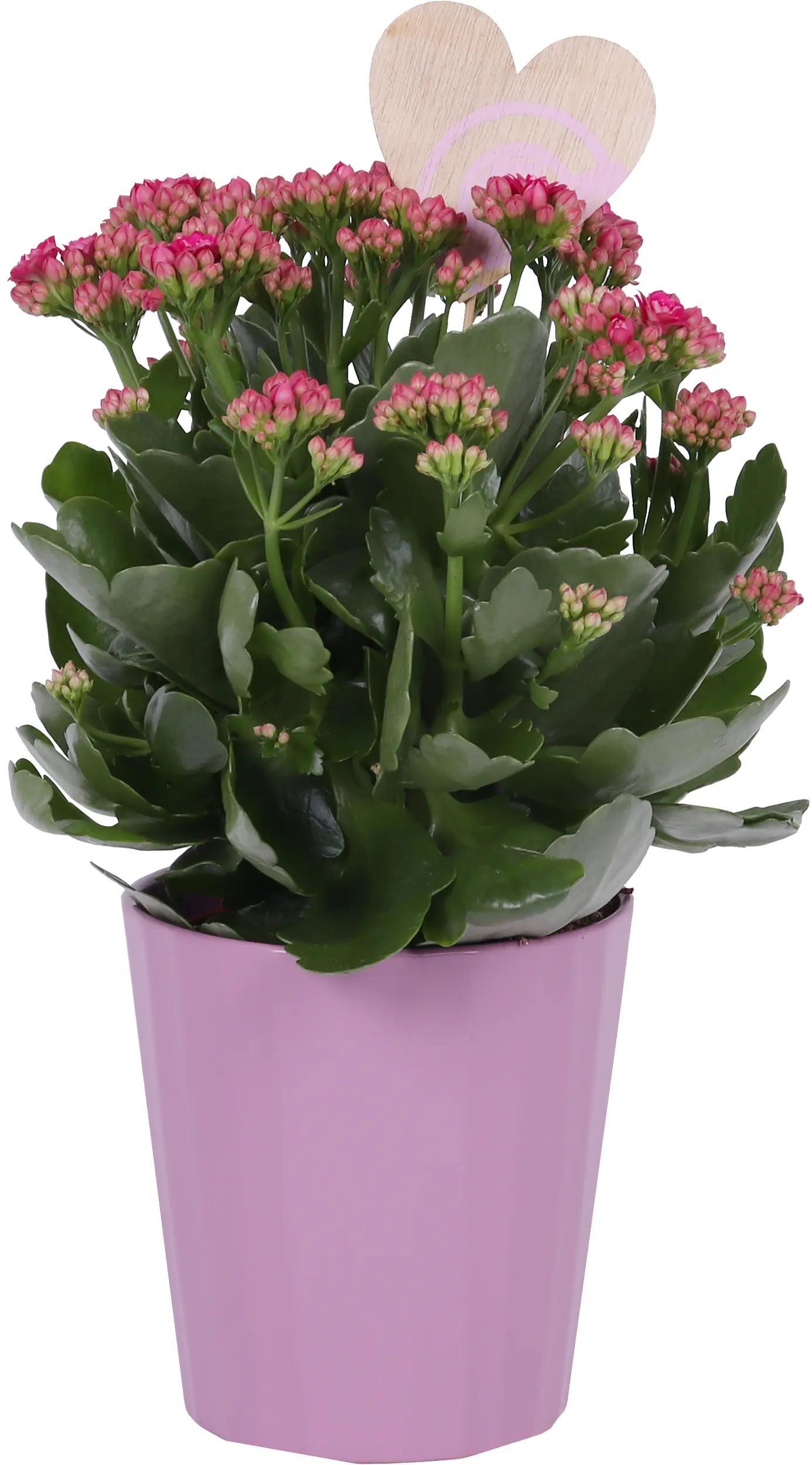 Flammendes Käthchen Kalanchoe im 12 cm Topf mit Deko zum Valentinstag