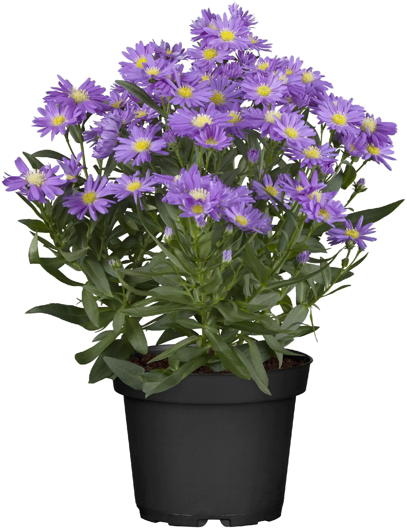 Aster Mystery Lady 12 cm Topf Aster Mystery Lady 12 cm Topf