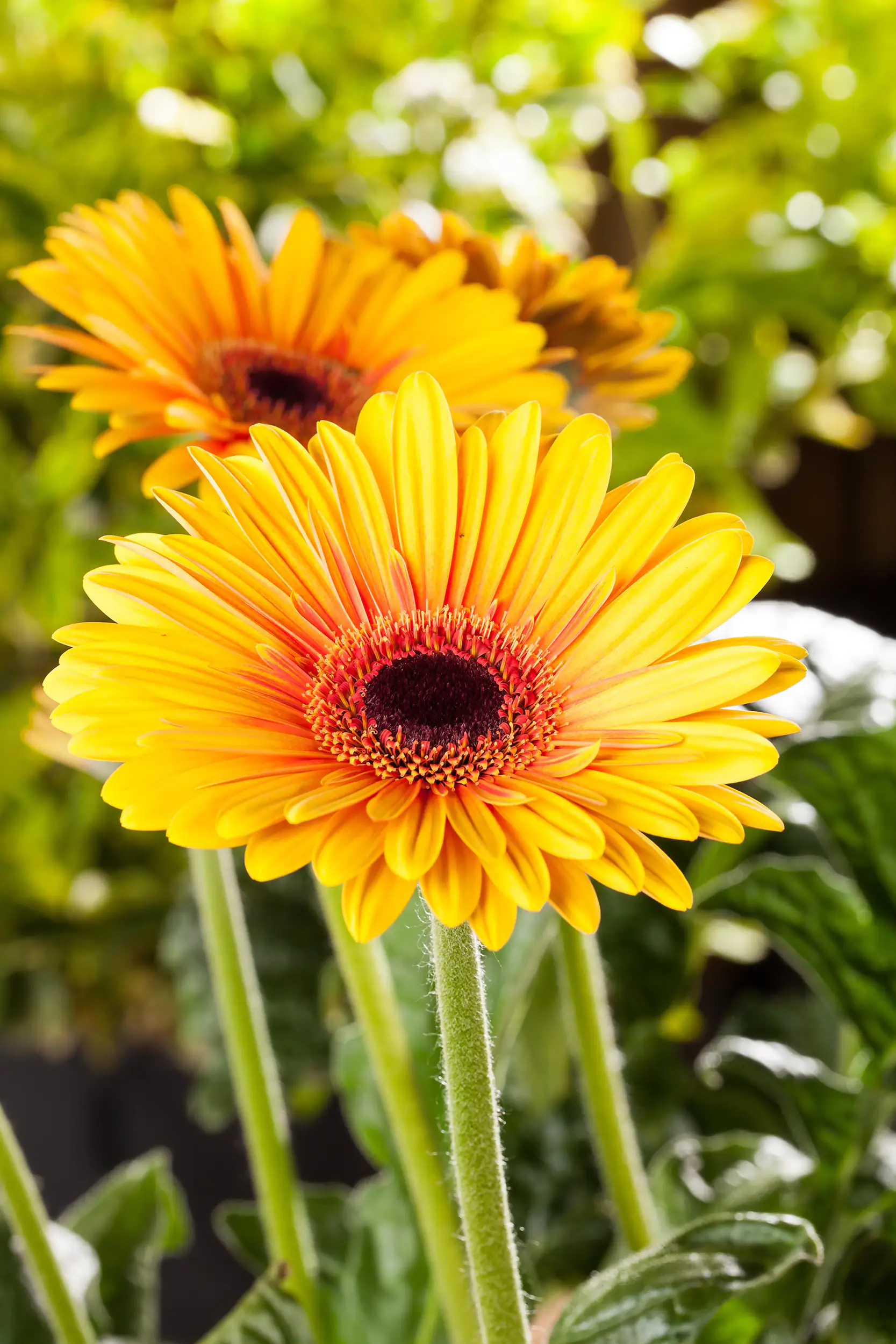 Gerbera in Sorten H 20 cm + 5 L Container Gerbera in Sorten H 20 cm + 5 L Container