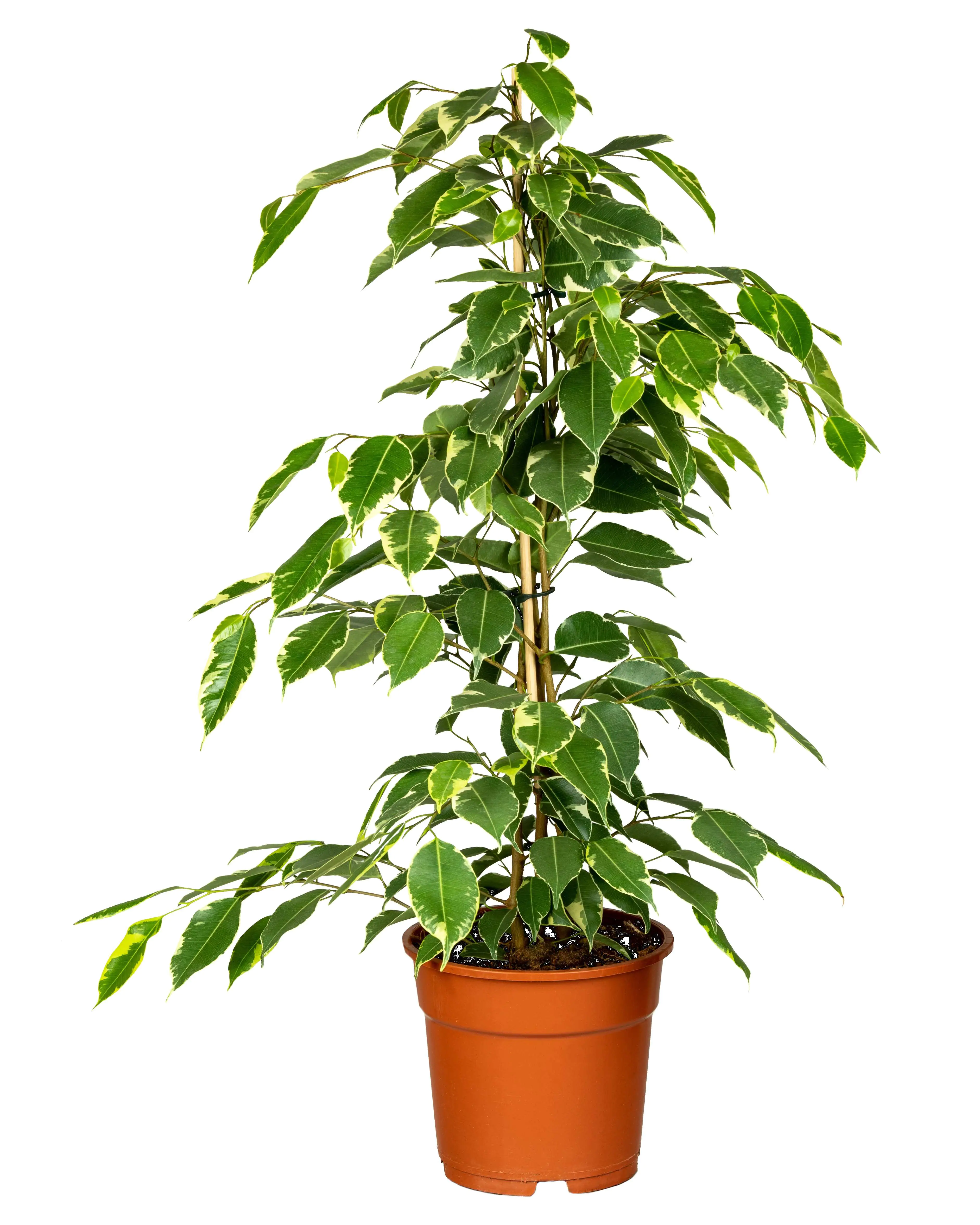 Birkenfeige Ficus benjamina Golden King H ca. 75 cm 17 cm Topf