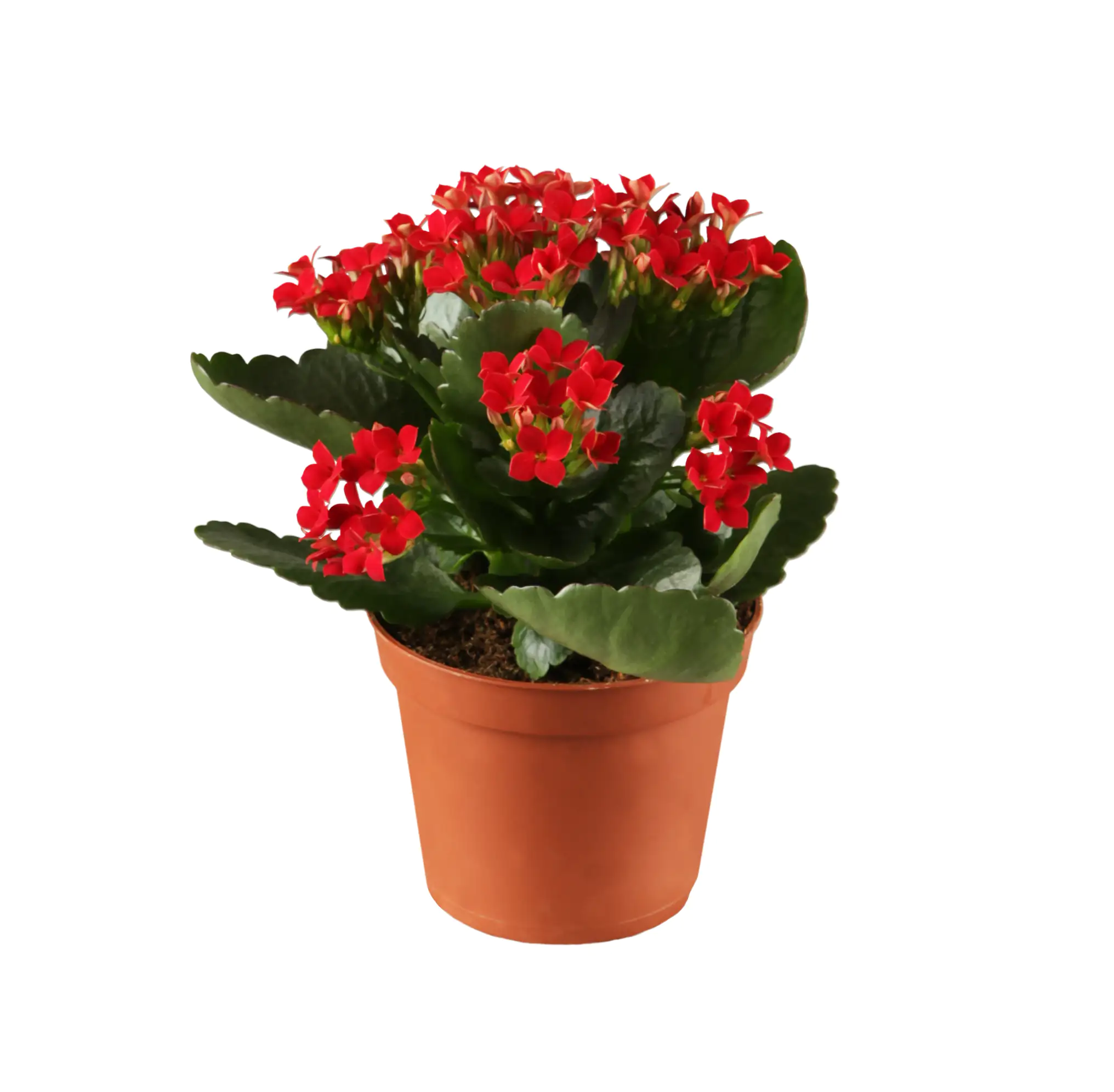 Flammendes Käthchen rot gefüllt Kalanchoe H ca. 23 cm 10,5 cm Topf