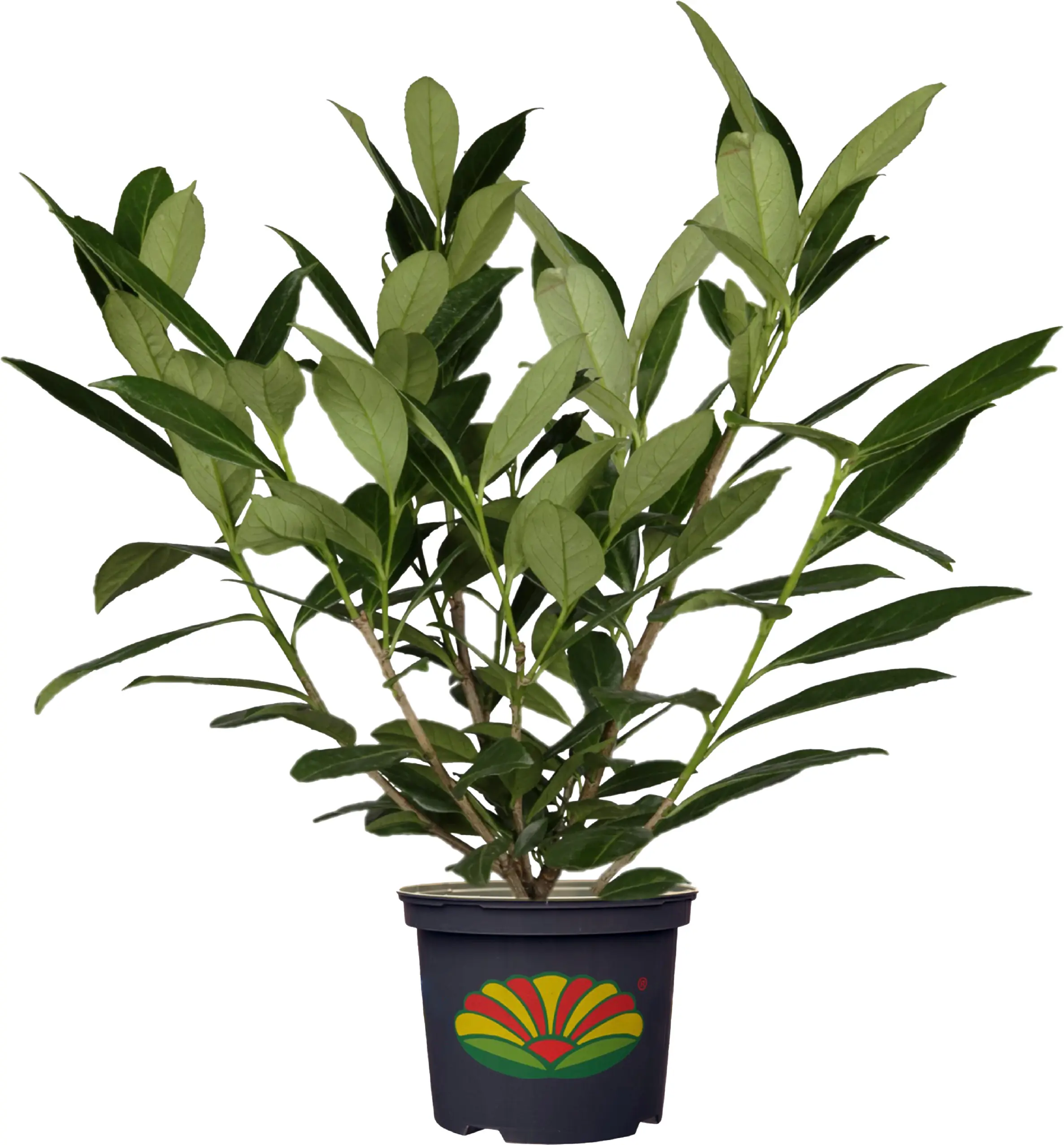 Kirschlorbeer Prunus laur. Novita H 60-80 cm 23 cm Topf