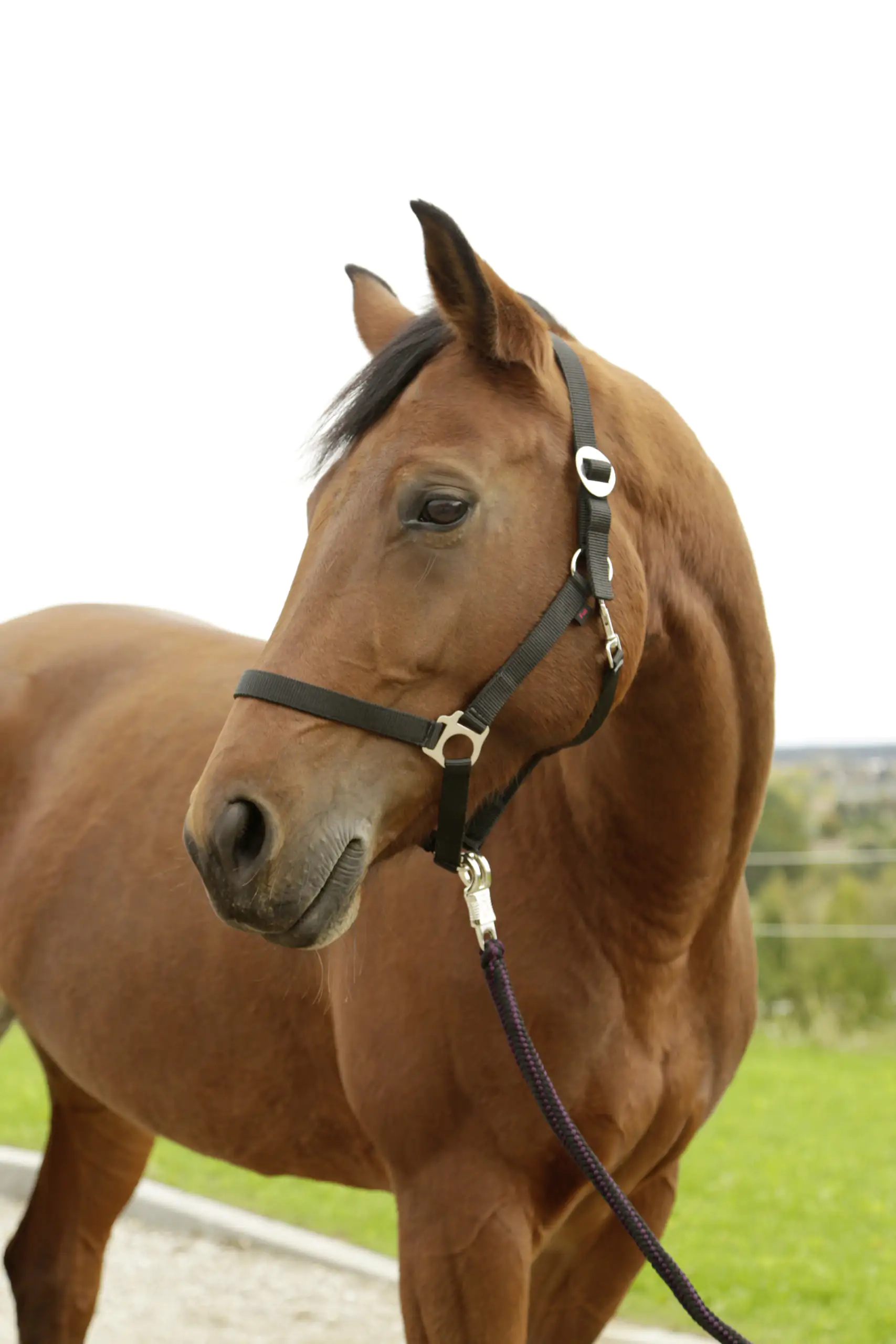 Kerbl Nylonhalfter Hippo, Pony schwarz