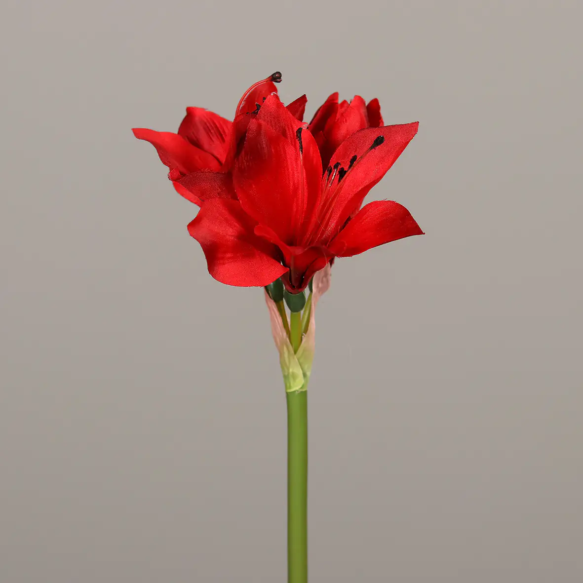 DPI Amaryllis rot 51 cm DPI Amaryllis rot 51 cm