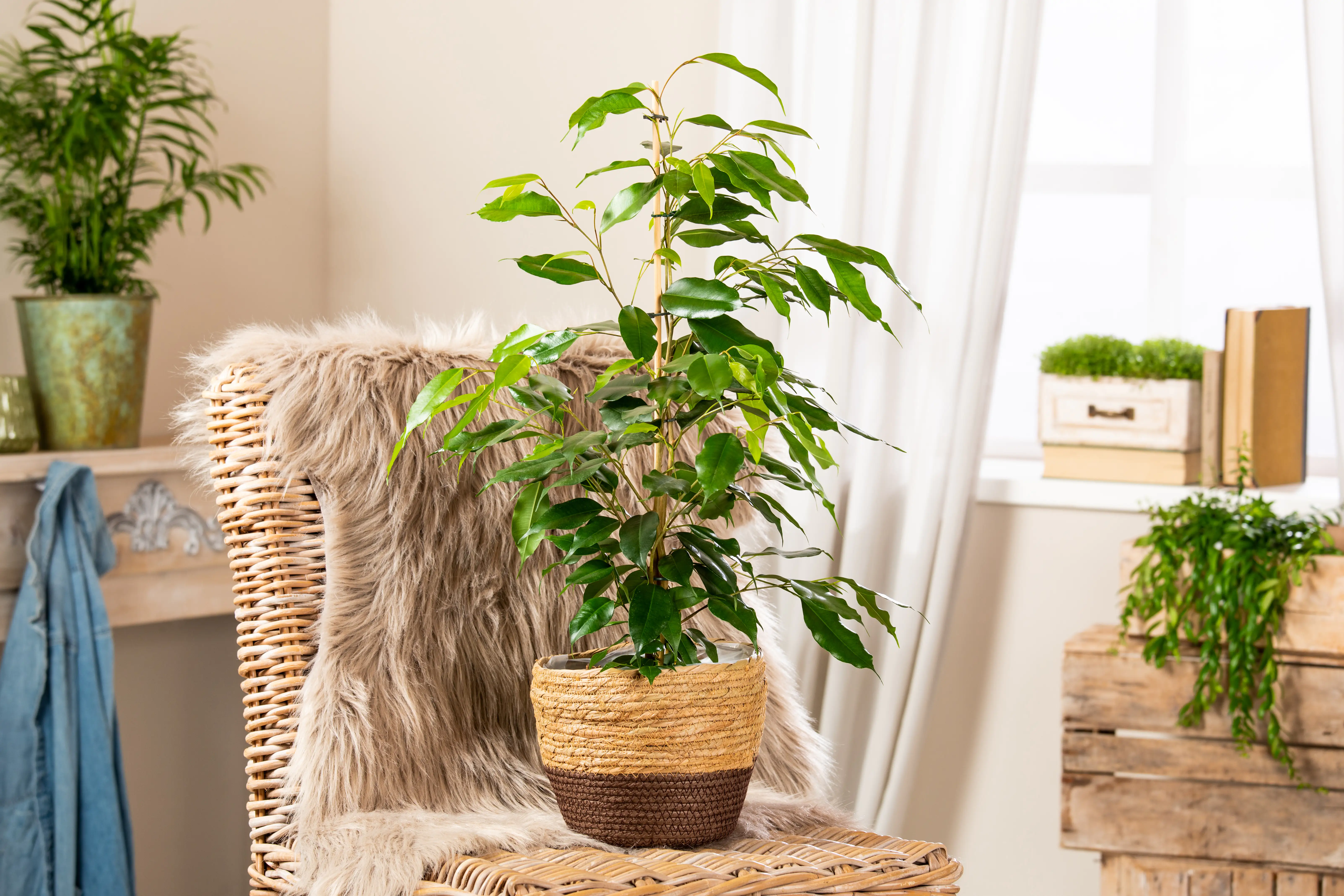 Birkenfeige Ficus benjamina Exotica H ca. 75 cm 17 cm Topf