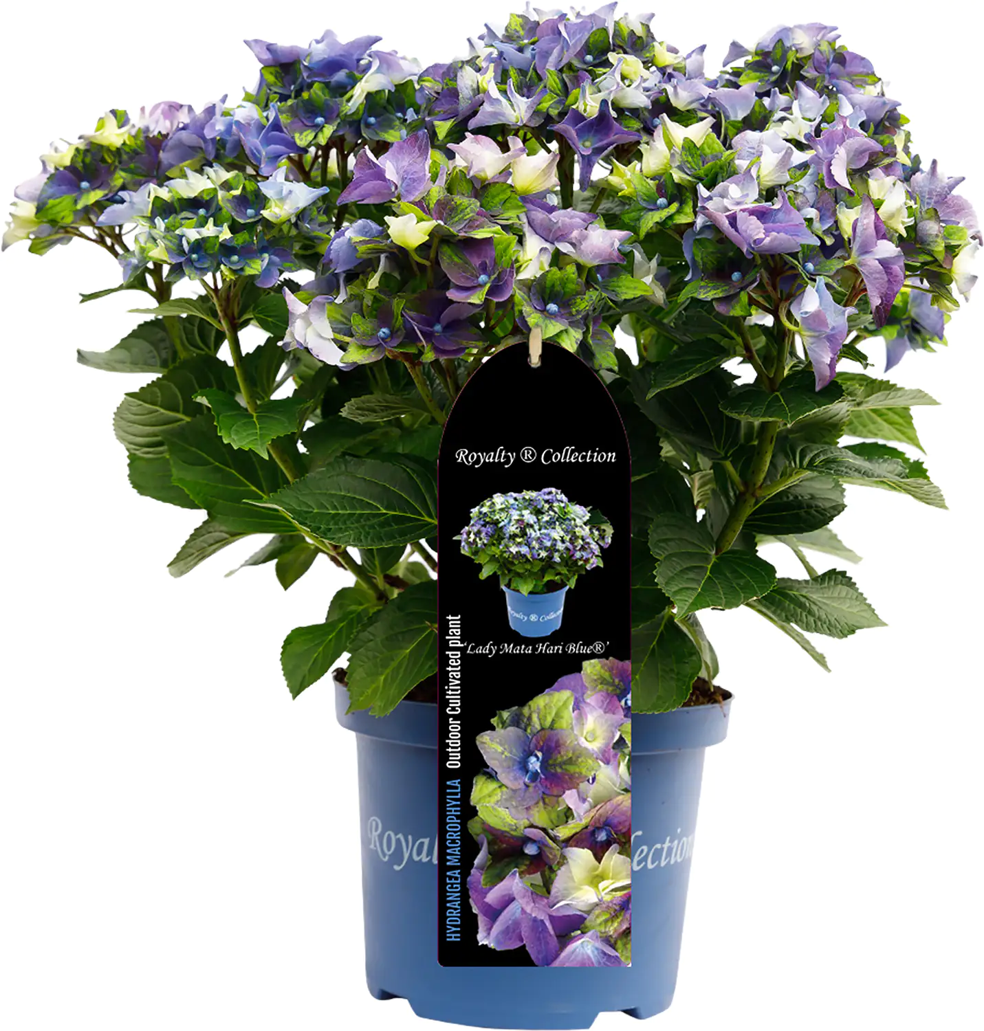 Bauernhortensie Royalty Collection Hydrangea mac H 30-40 cm 3L Container Bauernhortensie Royalty Collection Hydrangea mac H 30-40 cm 3L Container