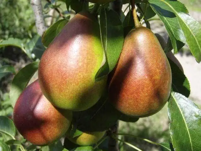 Birnenbaum Gute Luise 7,5 L Container