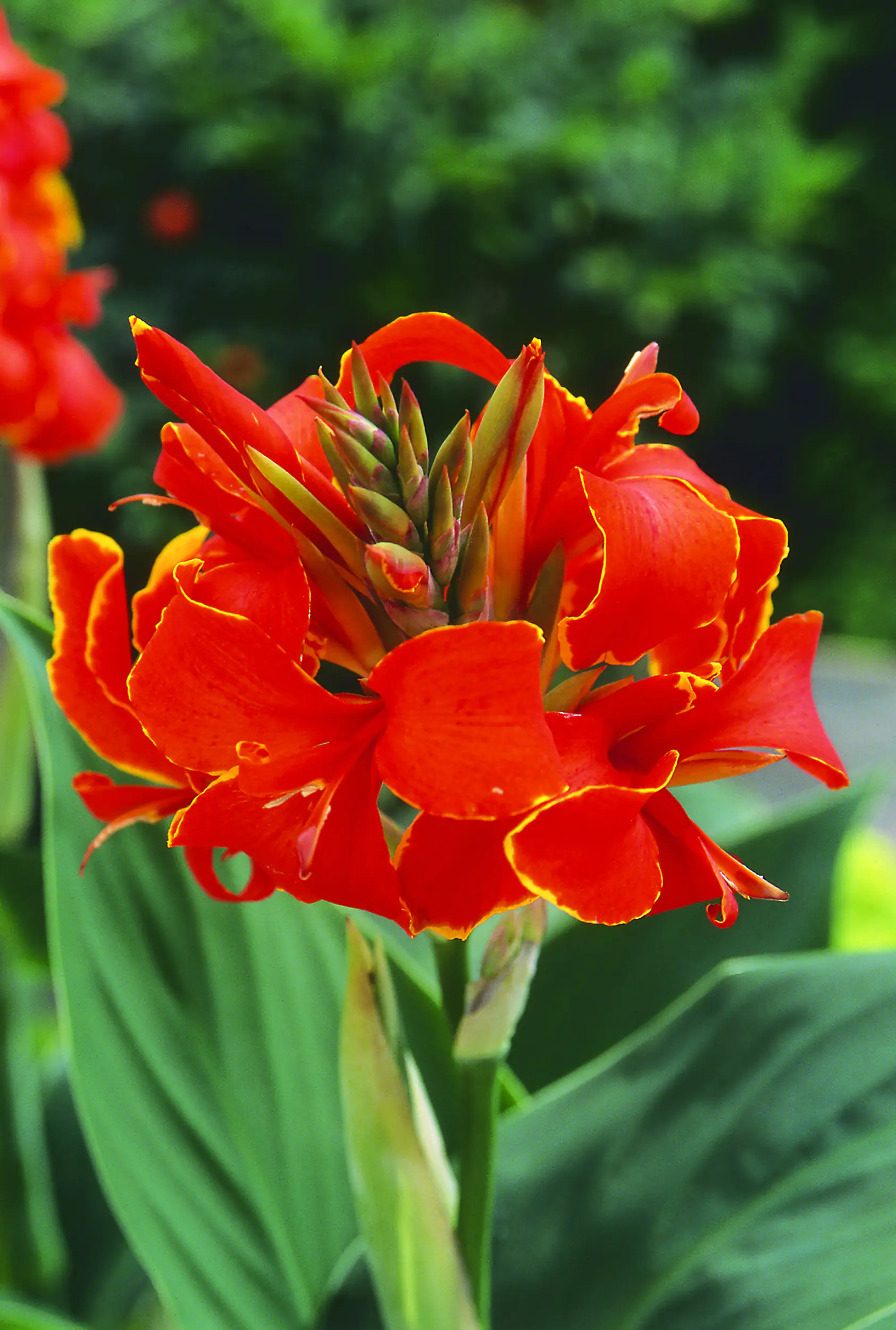 Indisches Blumenrohr Canna in Sorten Farben Mix H 40 cm 5 L Container