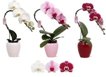 Hamiplant Phalaenopsis Orchidee Swan 7 cm im Keramik Topf 