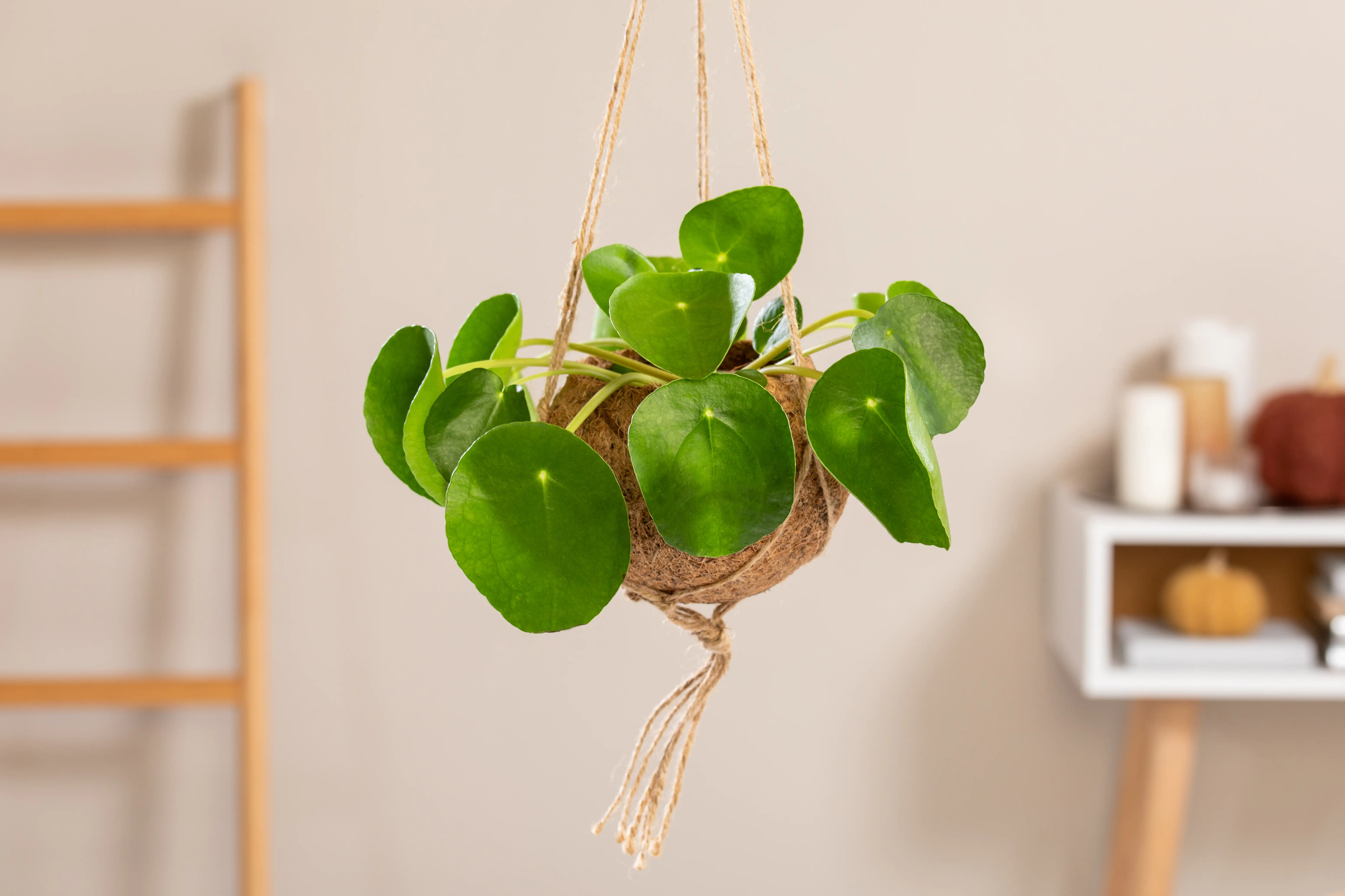 8717432161774_1 Kokodama Ampel Ufopflanze Pilea peperomioides H ca. 25 cm 15 cm Topf