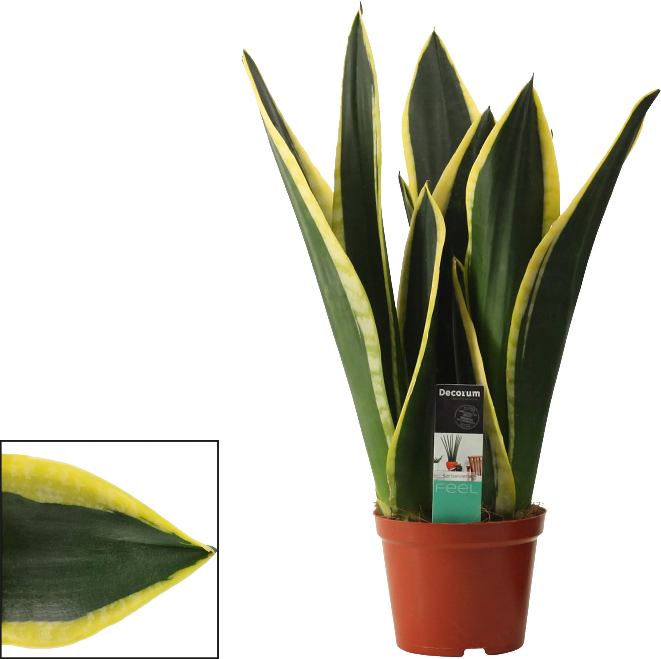 Sondersorten Sansevieria Bogenhanf im 12 cm Topf Sondersorten Sansevieria Bogenhanf im 12 cm Topf